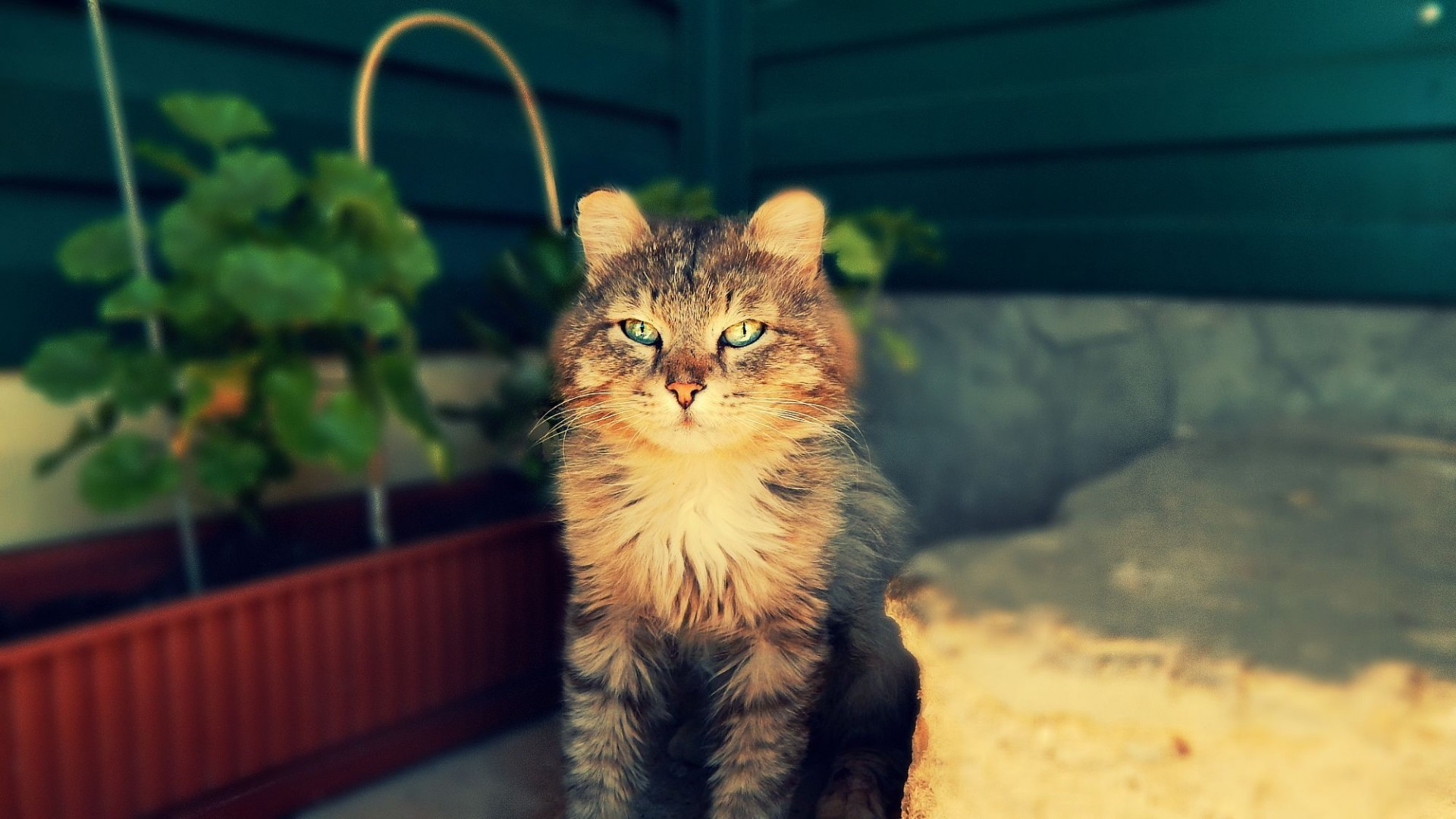 Téléchargez gratuitement l'image Animaux, Chats, Chat sur le bureau de votre PC