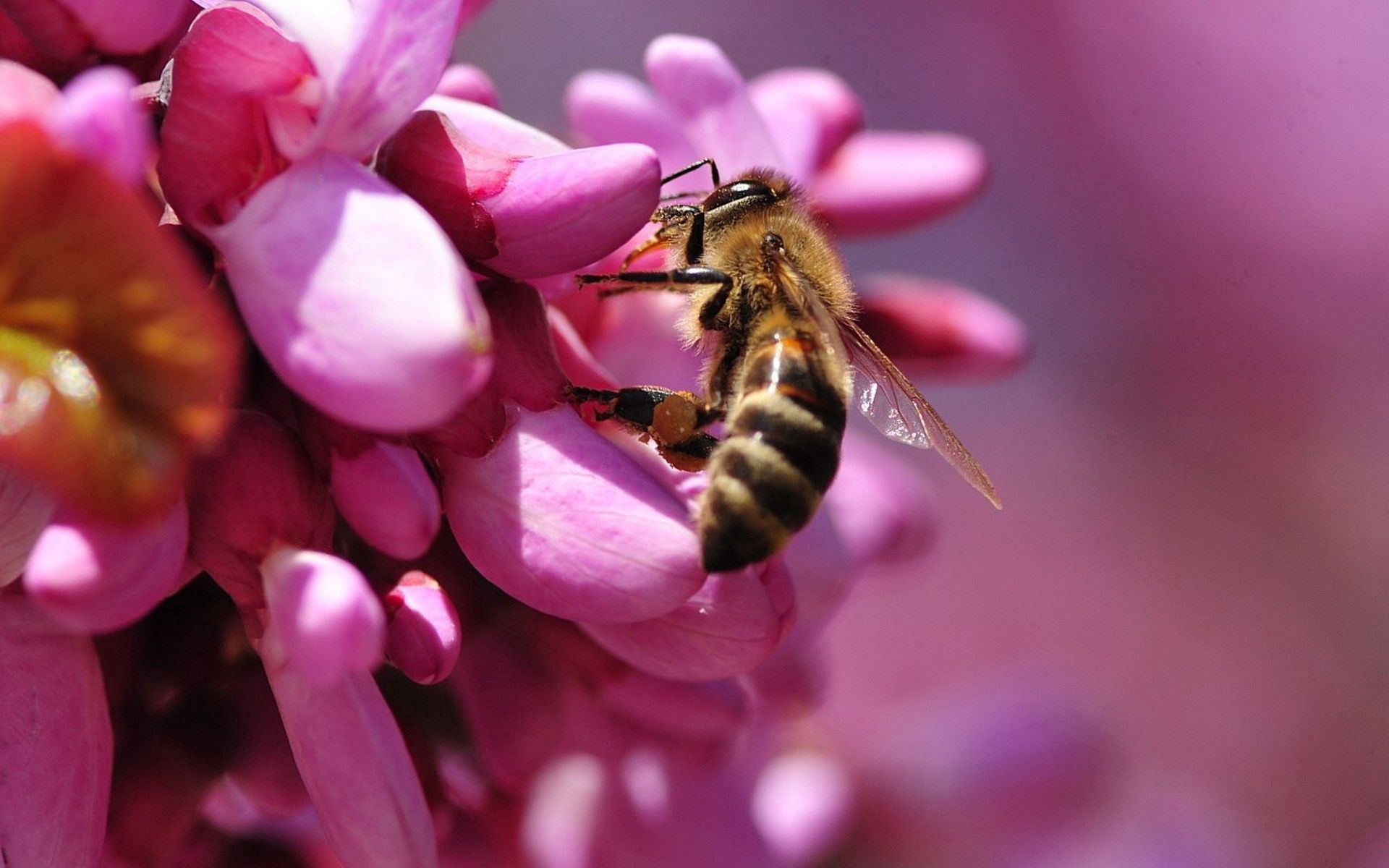pink, flower, macro, bee, pollination Aesthetic wallpaper