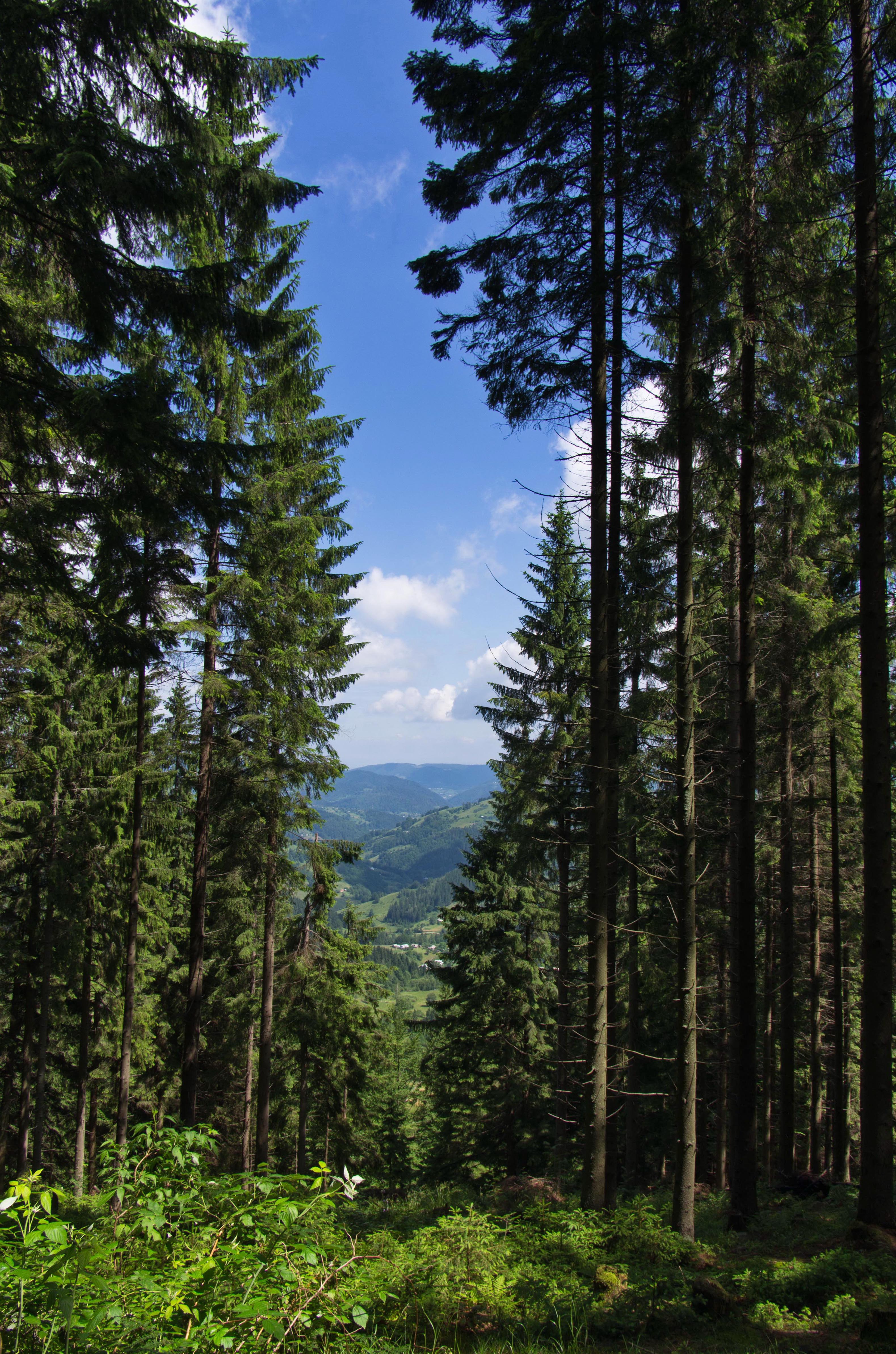 PCデスクトップに自然, 木, 山脈, ブッシュ, 森, スプルース, モミ, 森林画像を無料でダウンロード