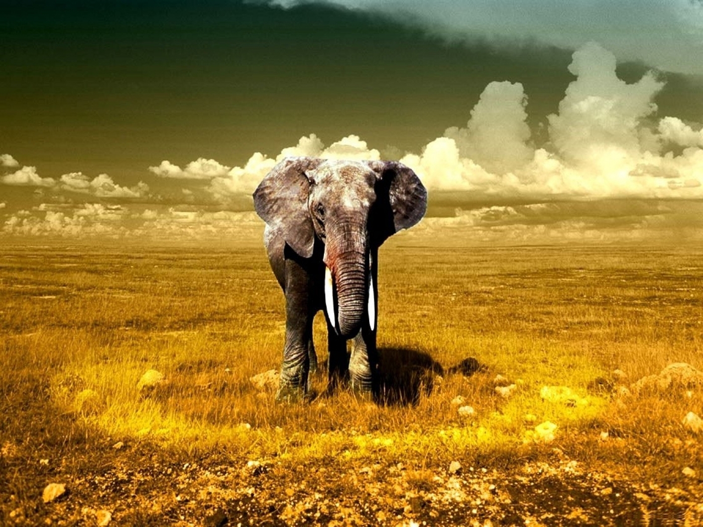 26584 скачать обои слоны, животные, желтые - заставки и картинки бесплатно