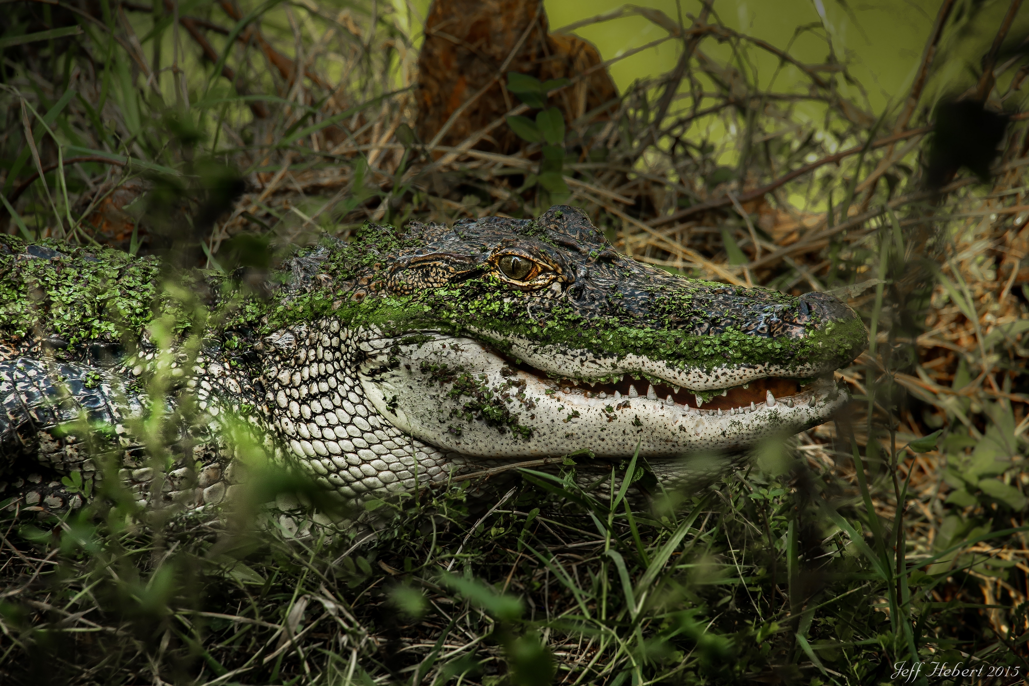 763777 Hintergrundbild herunterladen tiere, alligator - Bildschirmschoner und Bilder kostenlos