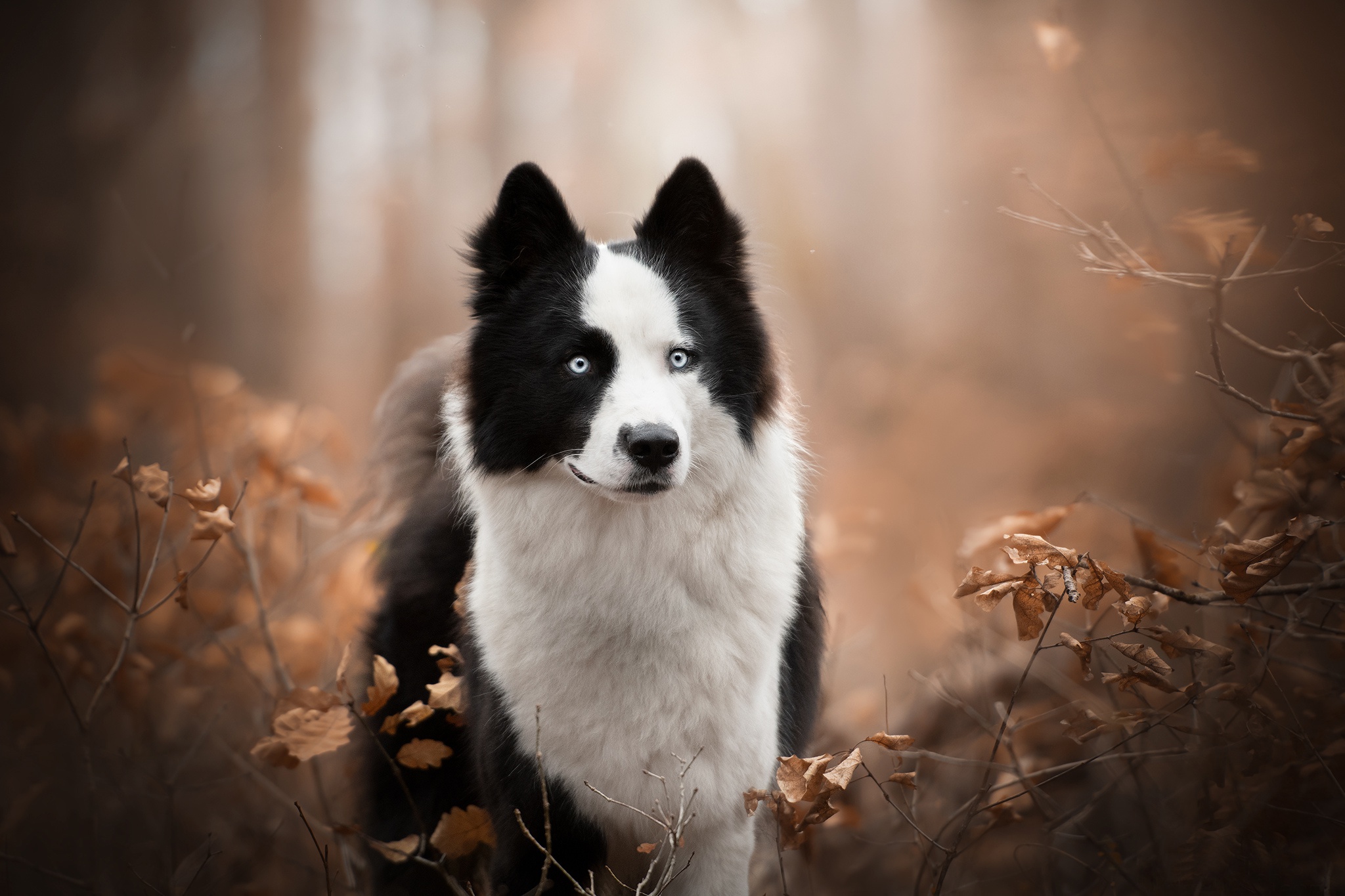Download mobile wallpaper Dogs, Dog, Fall, Animal, Border Collie, Depth Of Field for free.