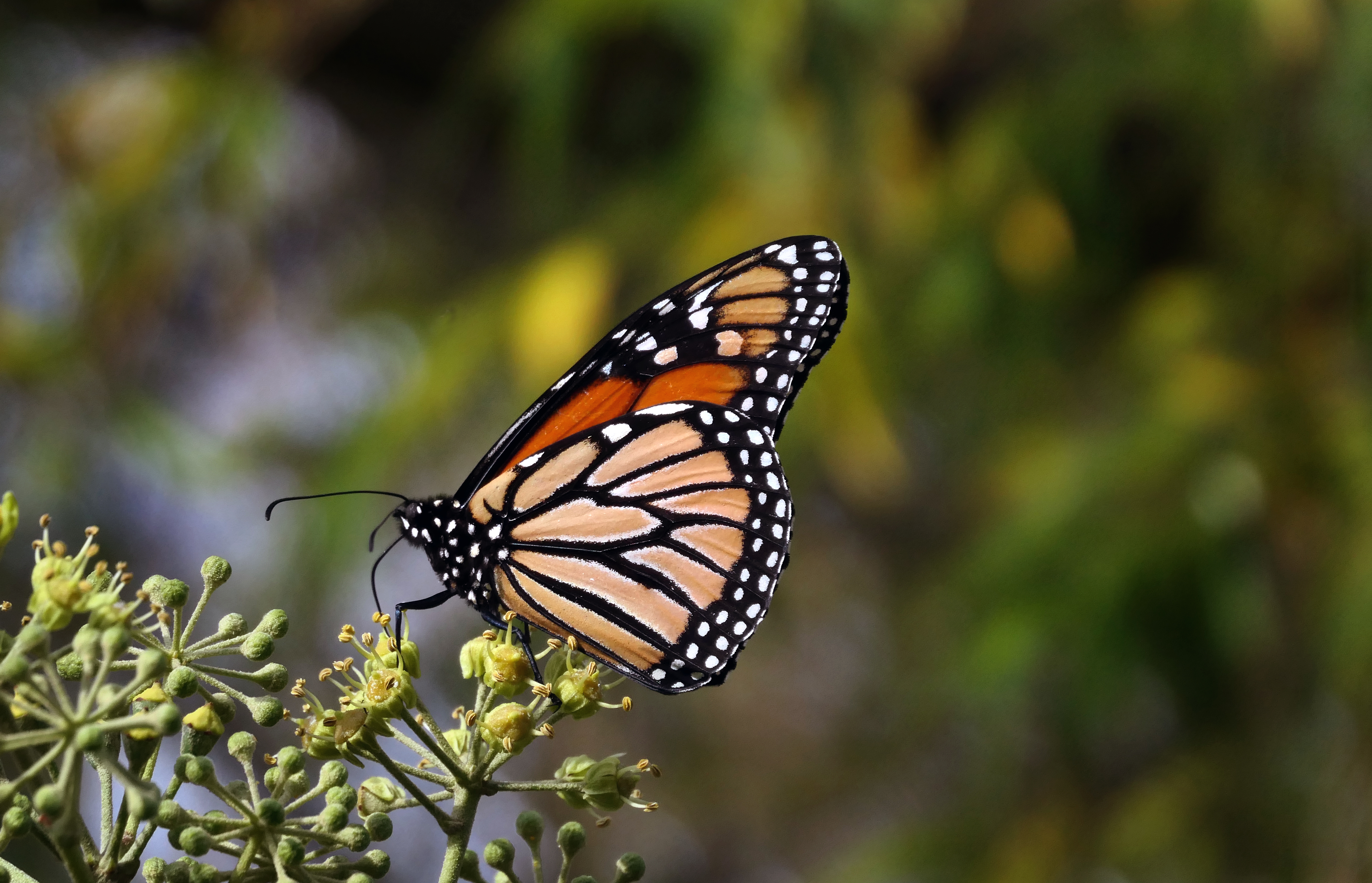 macro, close up, brown, butterfly, monarch butterfly, butterfly monarch
