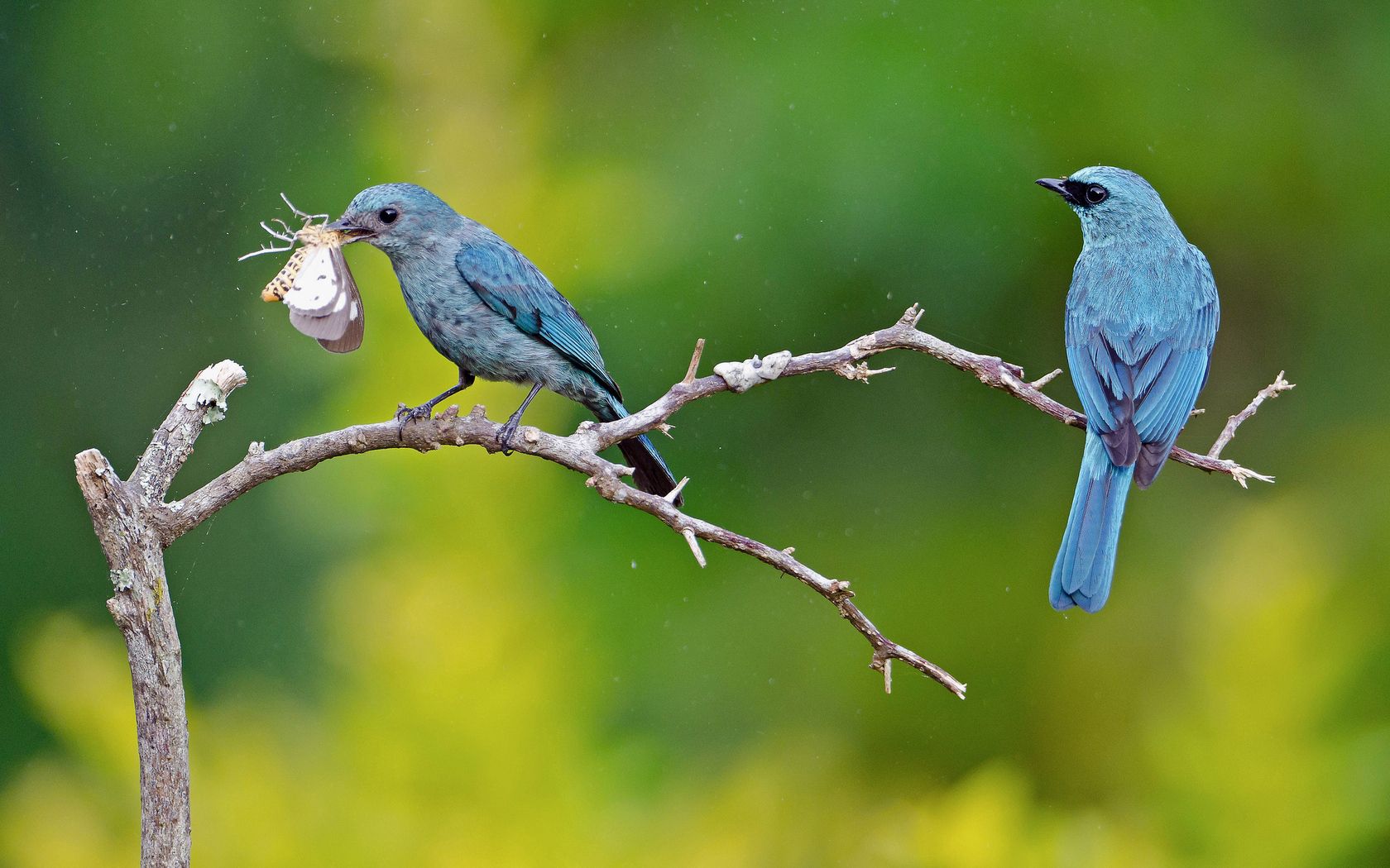 Free download wallpaper Bird, Pair, Branch, Animals, Butterfly, Couple on your PC desktop
