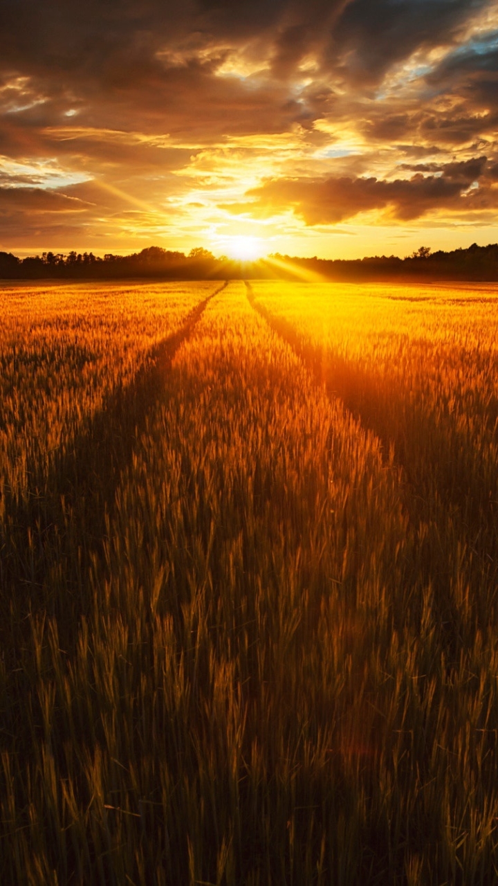 Download mobile wallpaper Nature, Summer, Sunrise, Earth, Field for free.