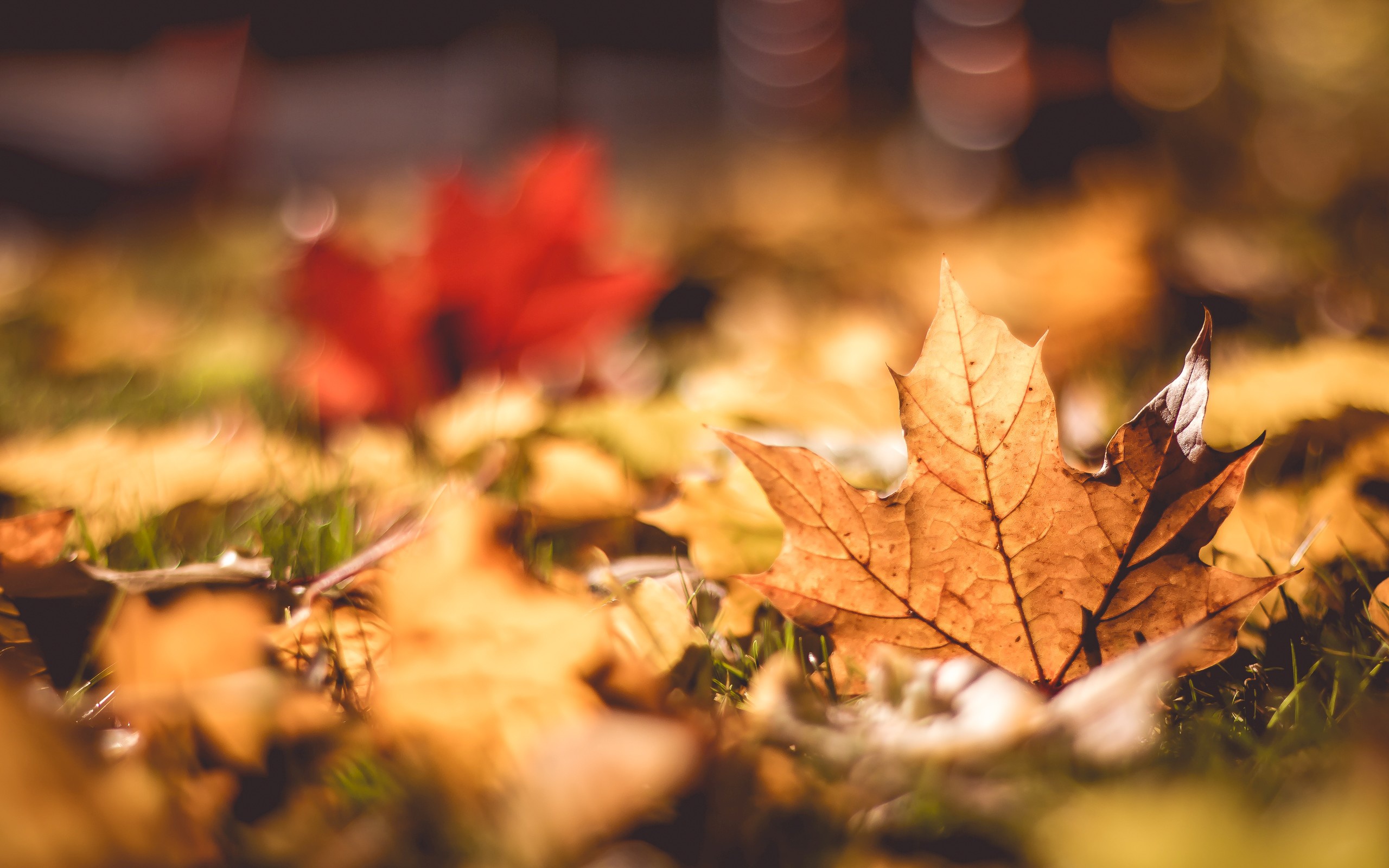 Free download wallpaper Leaf, Fall, Earth on your PC desktop