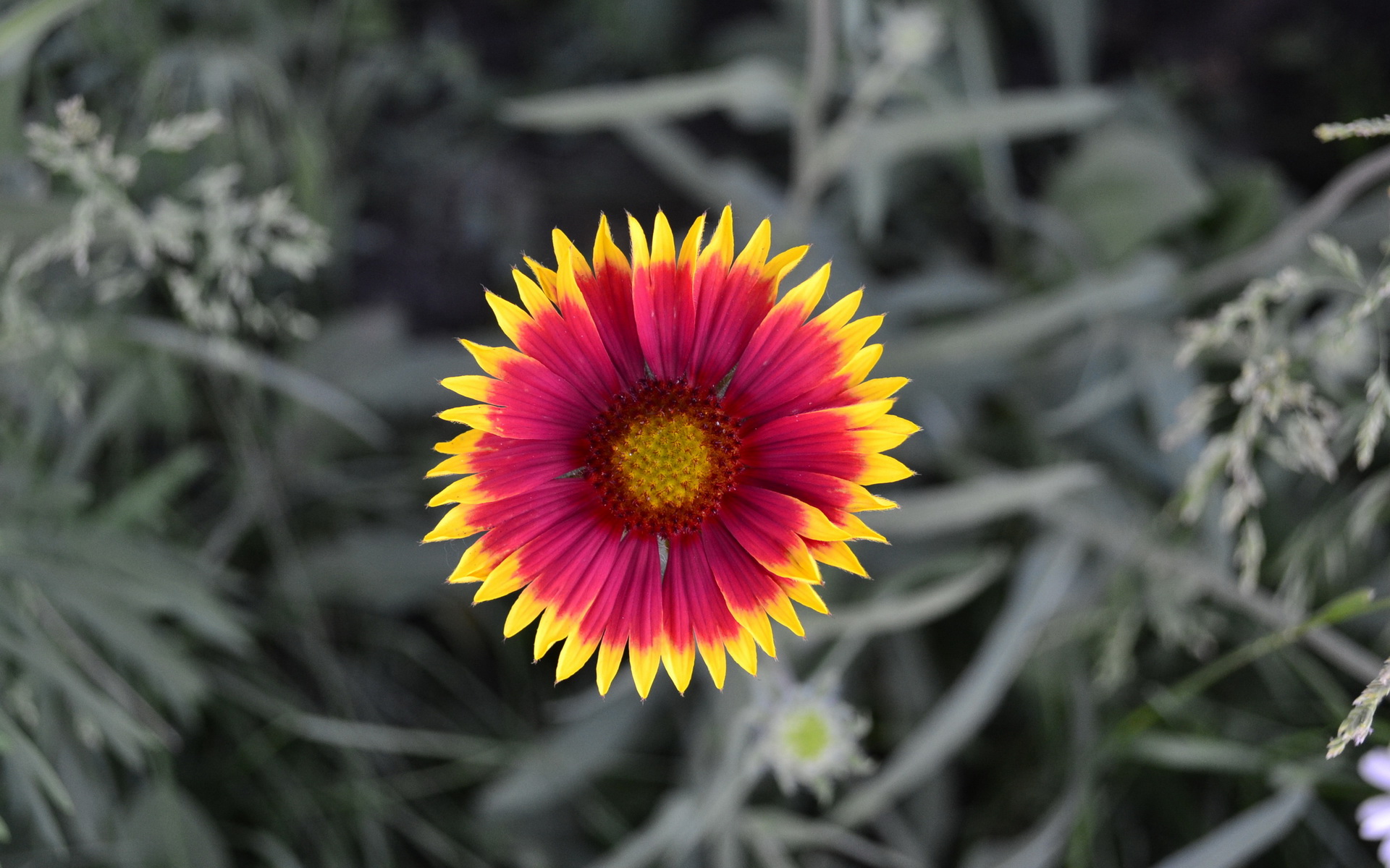 Téléchargez gratuitement l'image Fleur, Terre/nature sur le bureau de votre PC