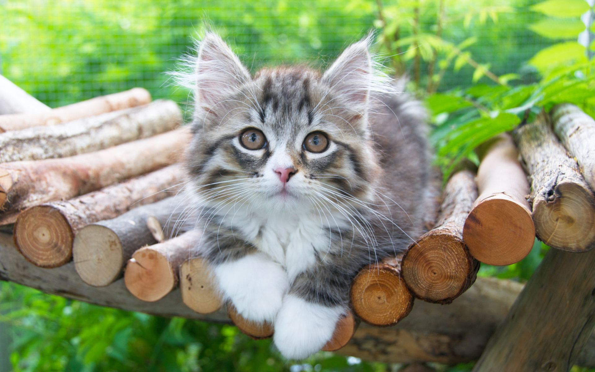 Handy-Wallpaper Tiere, Katzen, Katze, Kätzchen kostenlos herunterladen.