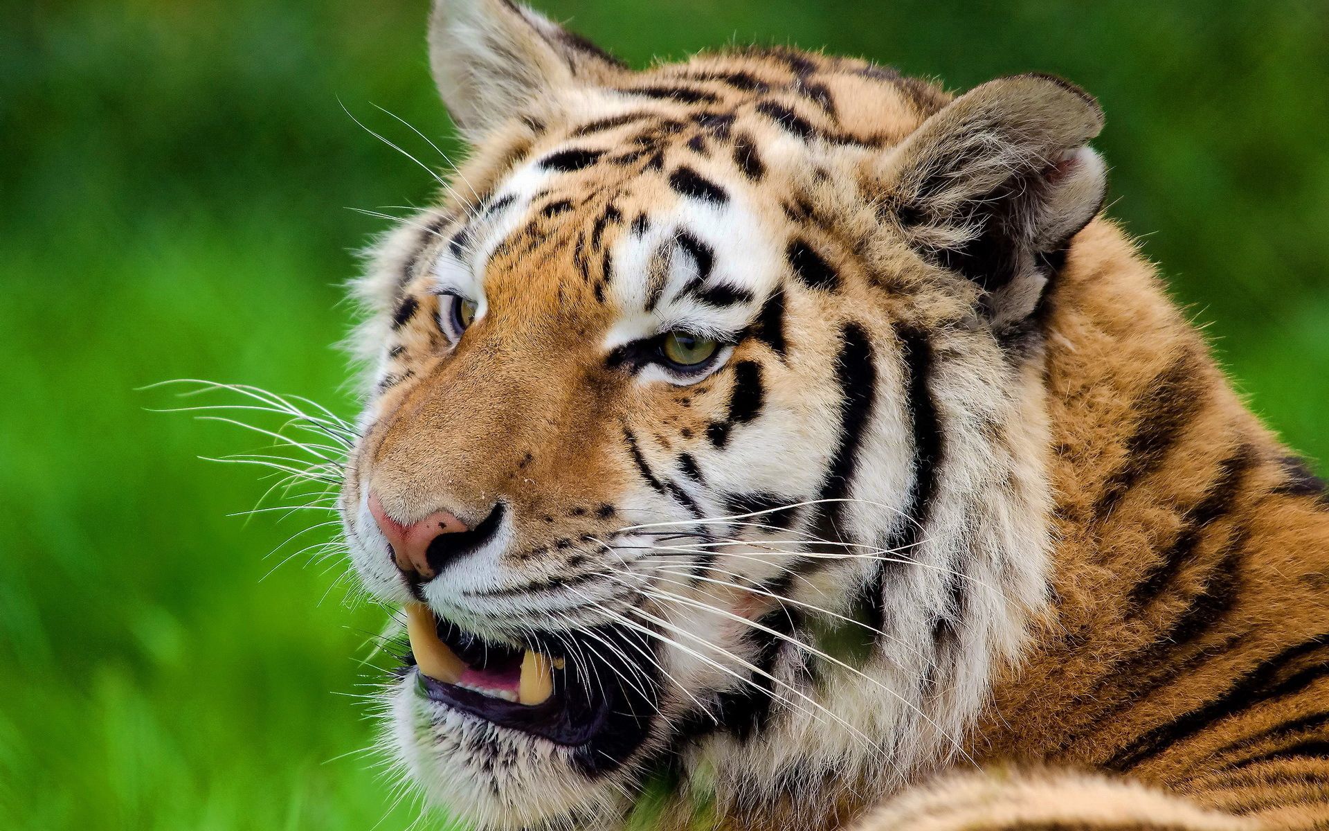 Free download wallpaper Grin, Muzzle, Tiger, Animals, Predator on your PC desktop