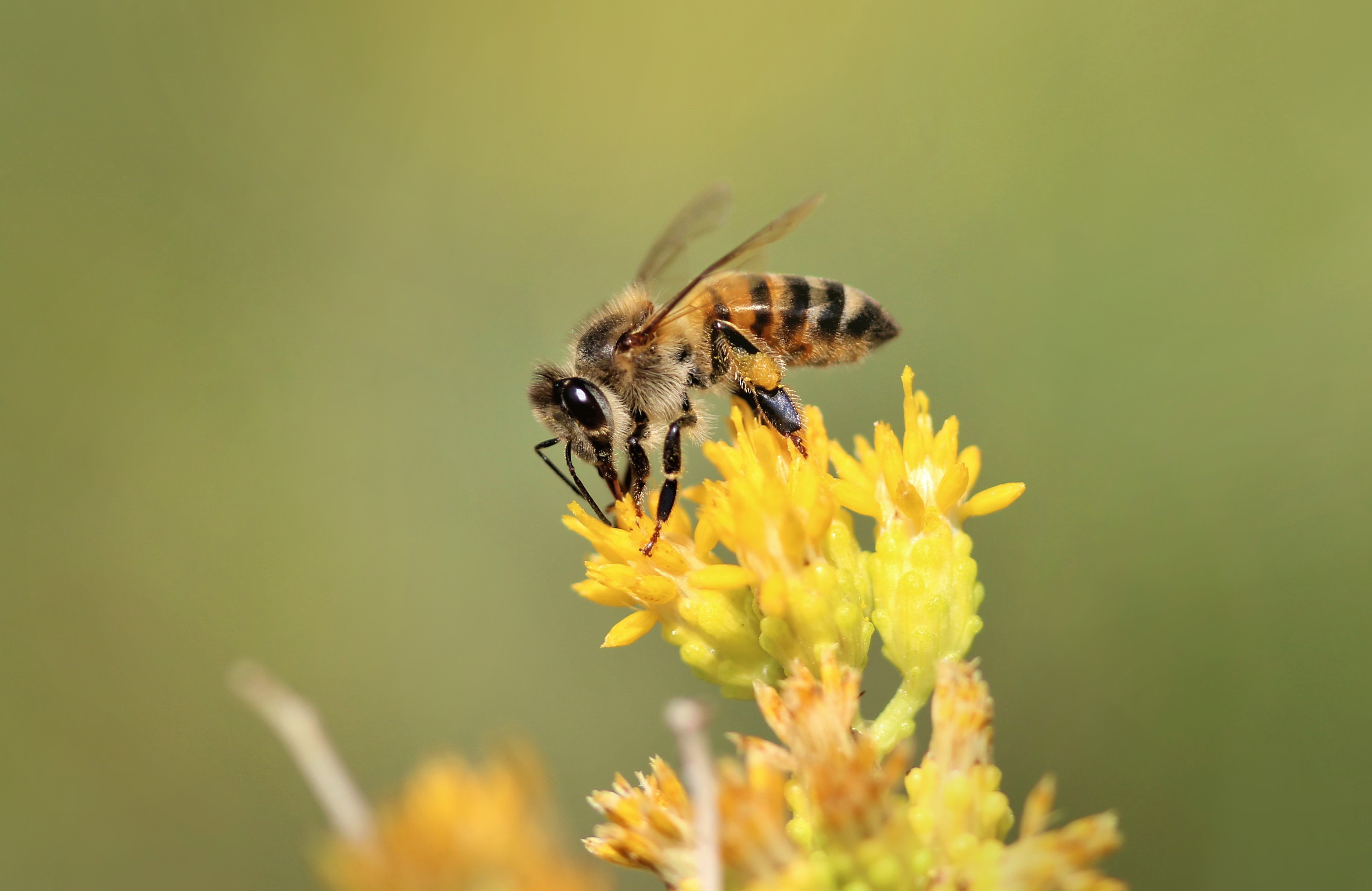 Laden Sie das Makro, Blühen, Blühenden, Insekt, Tiere, Biene, Blume-Bild kostenlos auf Ihren PC-Desktop herunter