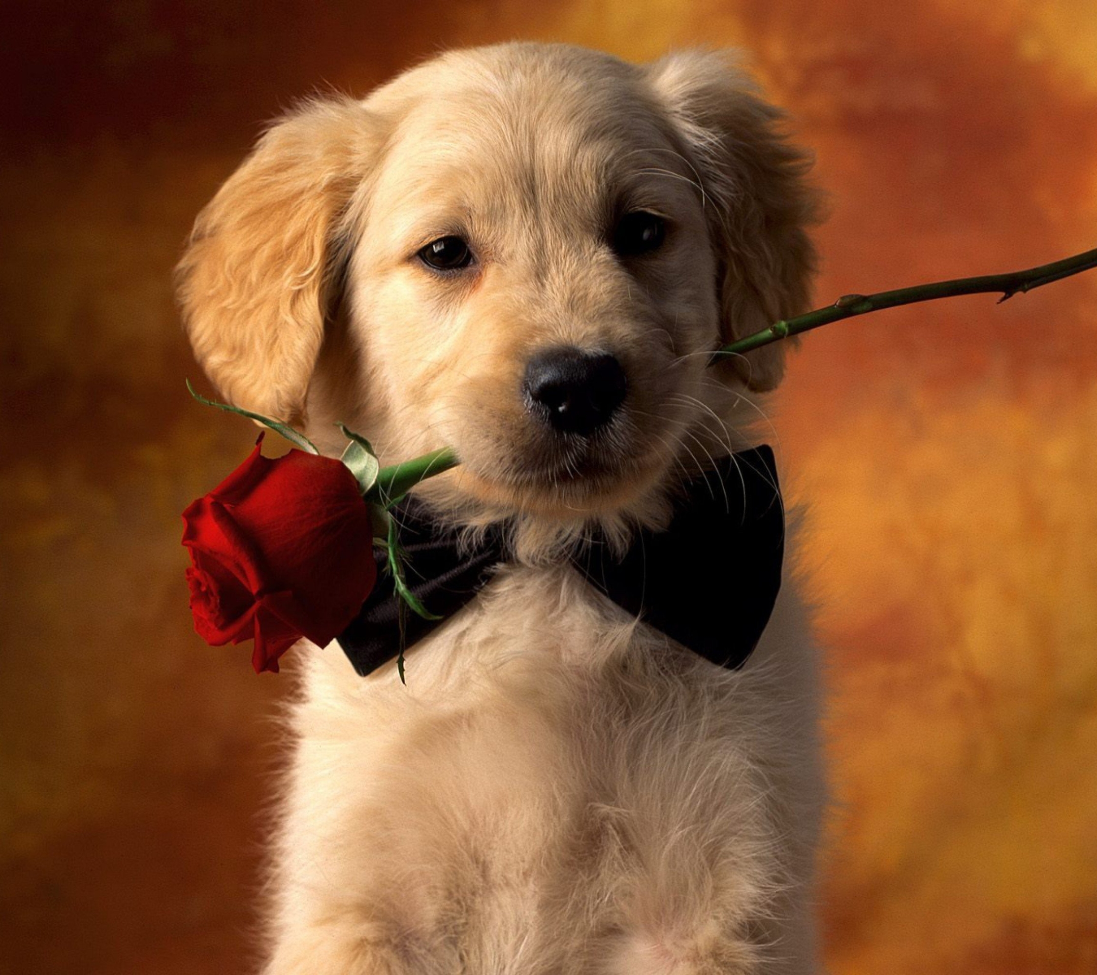 PCデスクトップに動物, 犬, 子犬, ゴールデンレトリバー, 可愛い, 赤いバラ画像を無料でダウンロード