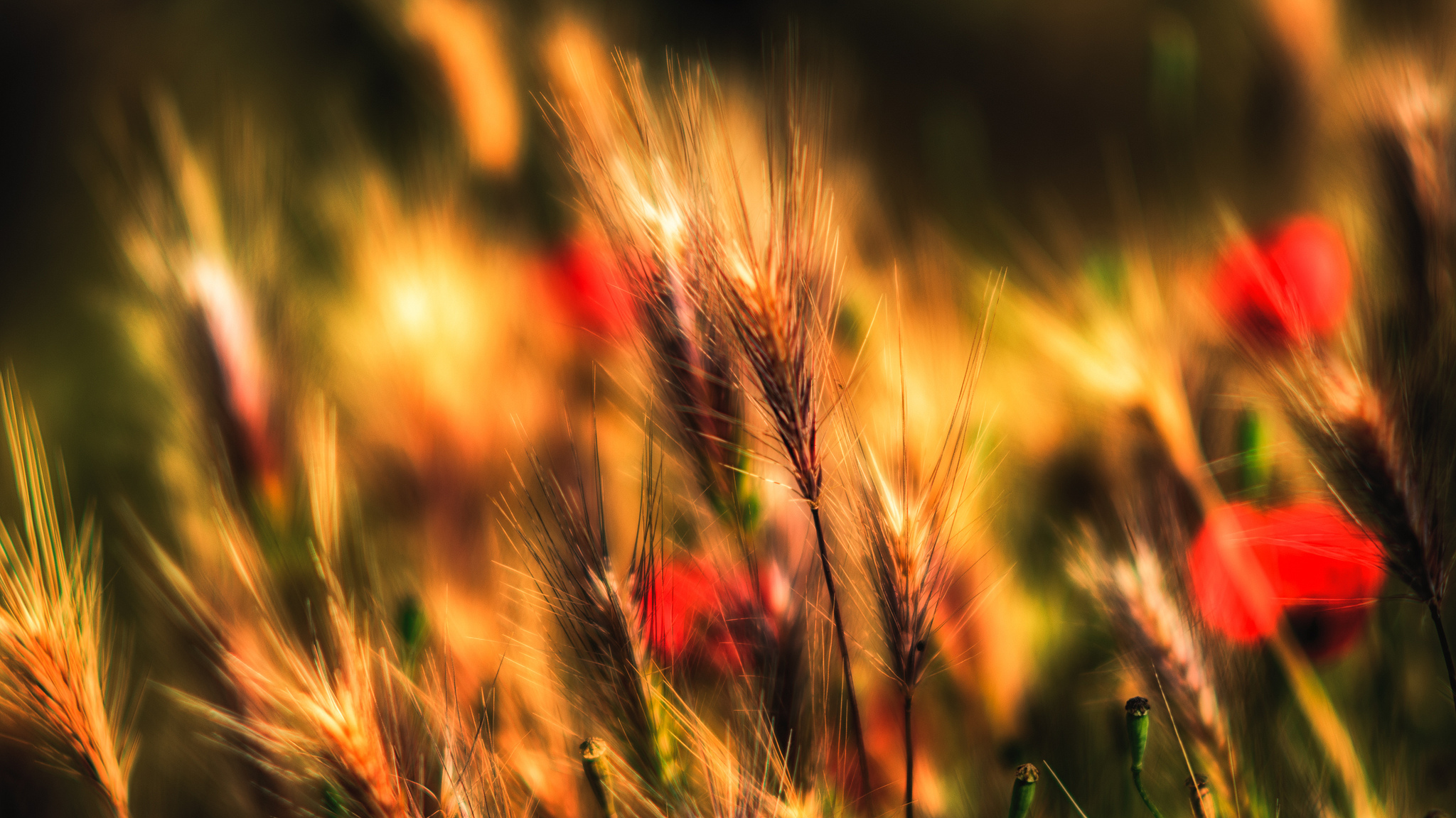Laden Sie das Mohn, Sommer, Weizen, Erde/natur-Bild kostenlos auf Ihren PC-Desktop herunter