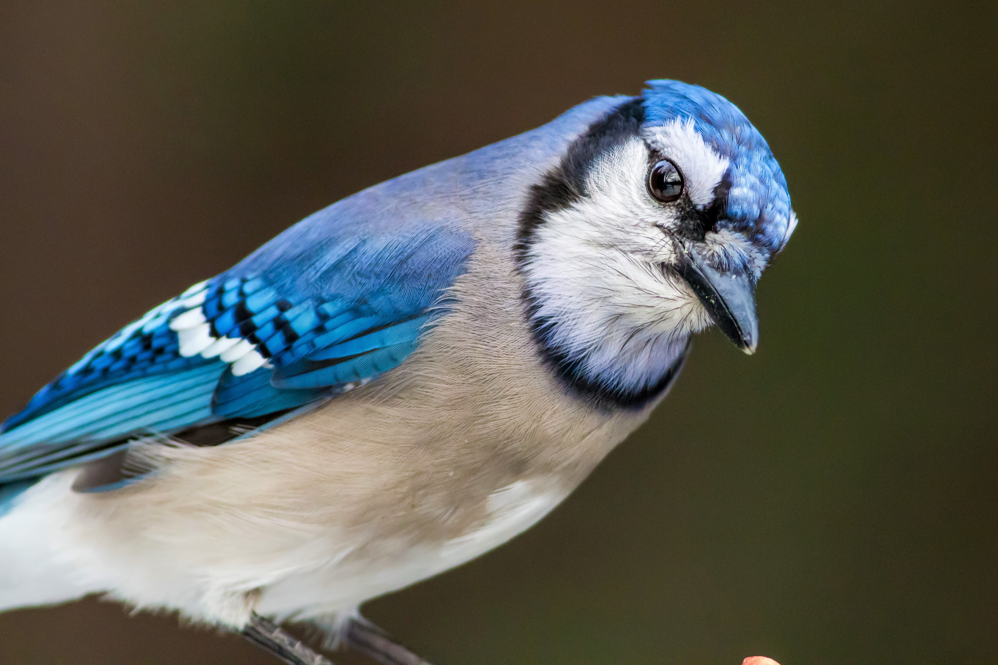 Download mobile wallpaper Birds, Bird, Close Up, Animal, Blue Jay for free.