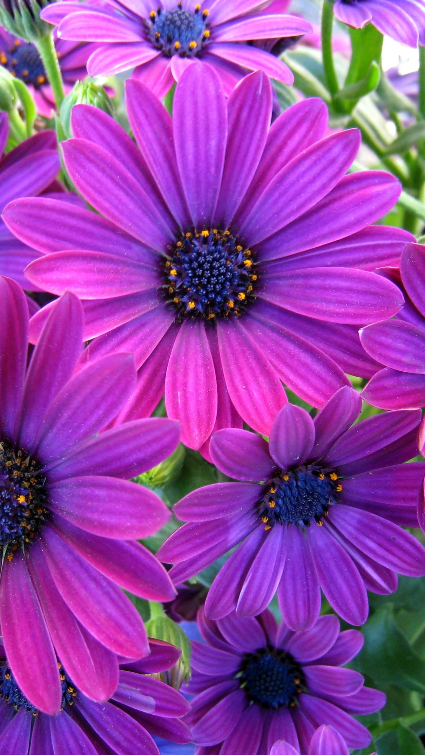 無料モバイル壁紙フラワーズ, 花, 地球, デイジー, 紫色の花をダウンロードします。