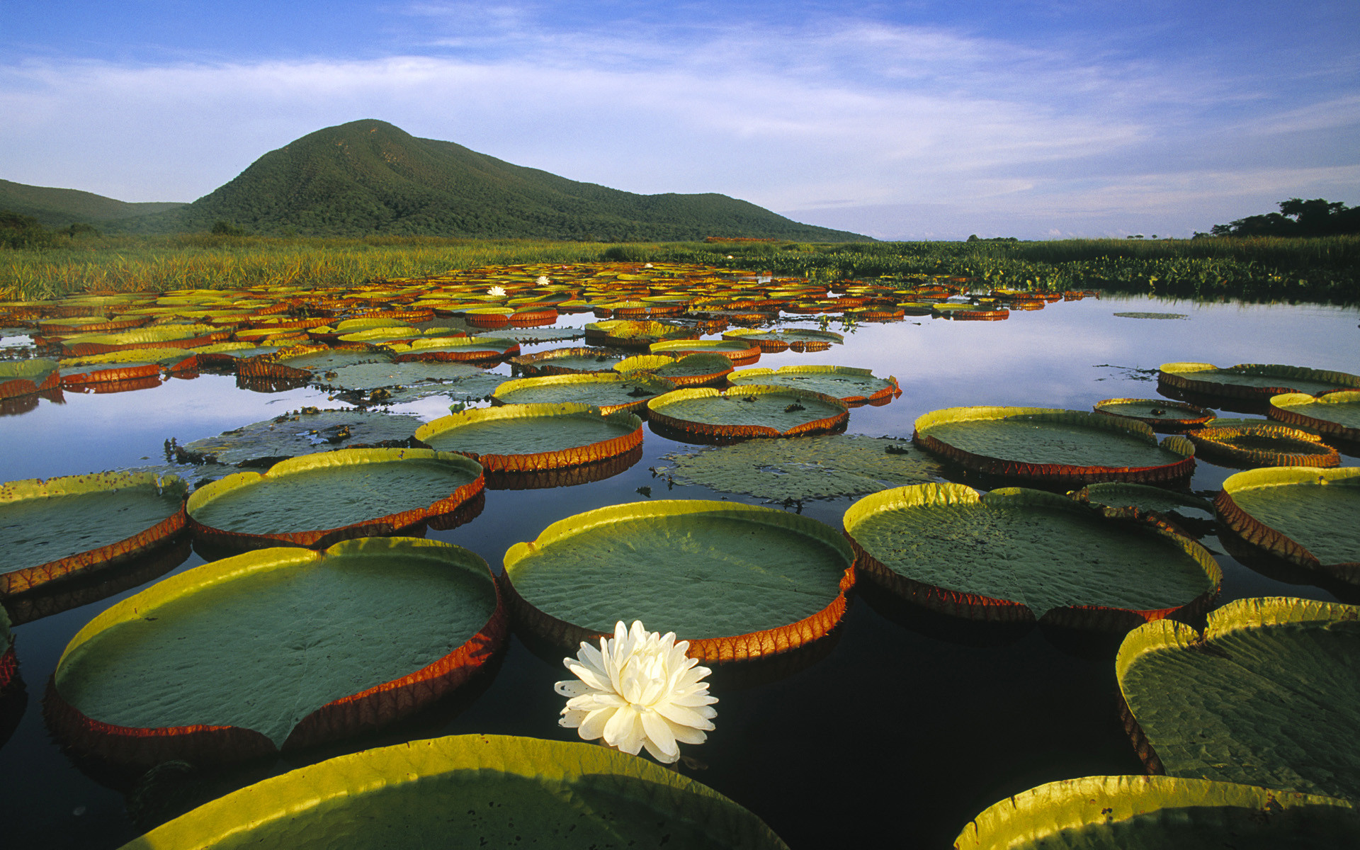 earth, water lily, flowers