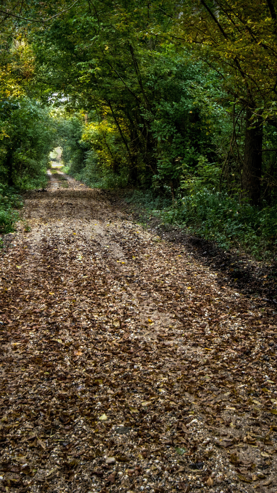 Download mobile wallpaper Nature, Road, Forest, Earth, Path for free.