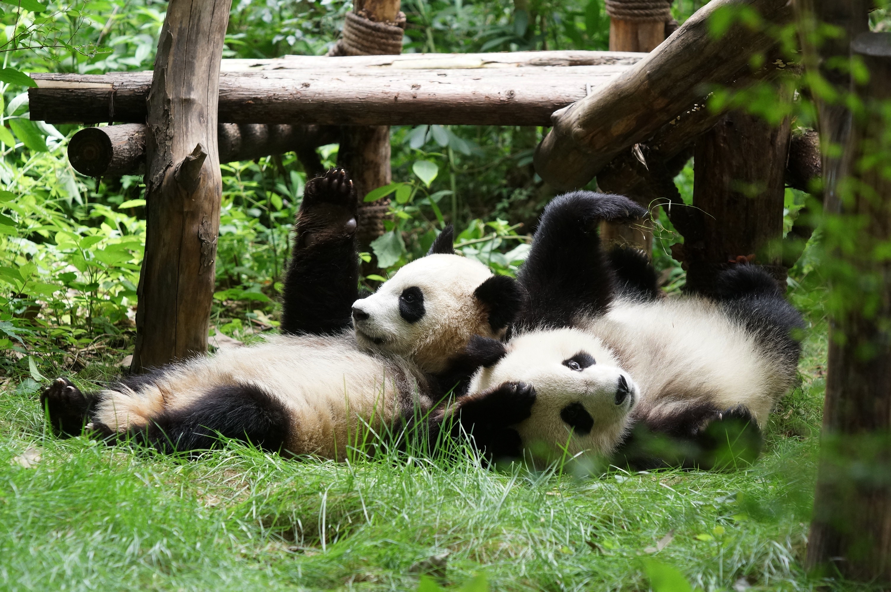 Téléchargez des papiers peints mobile Animaux, Panda gratuitement.