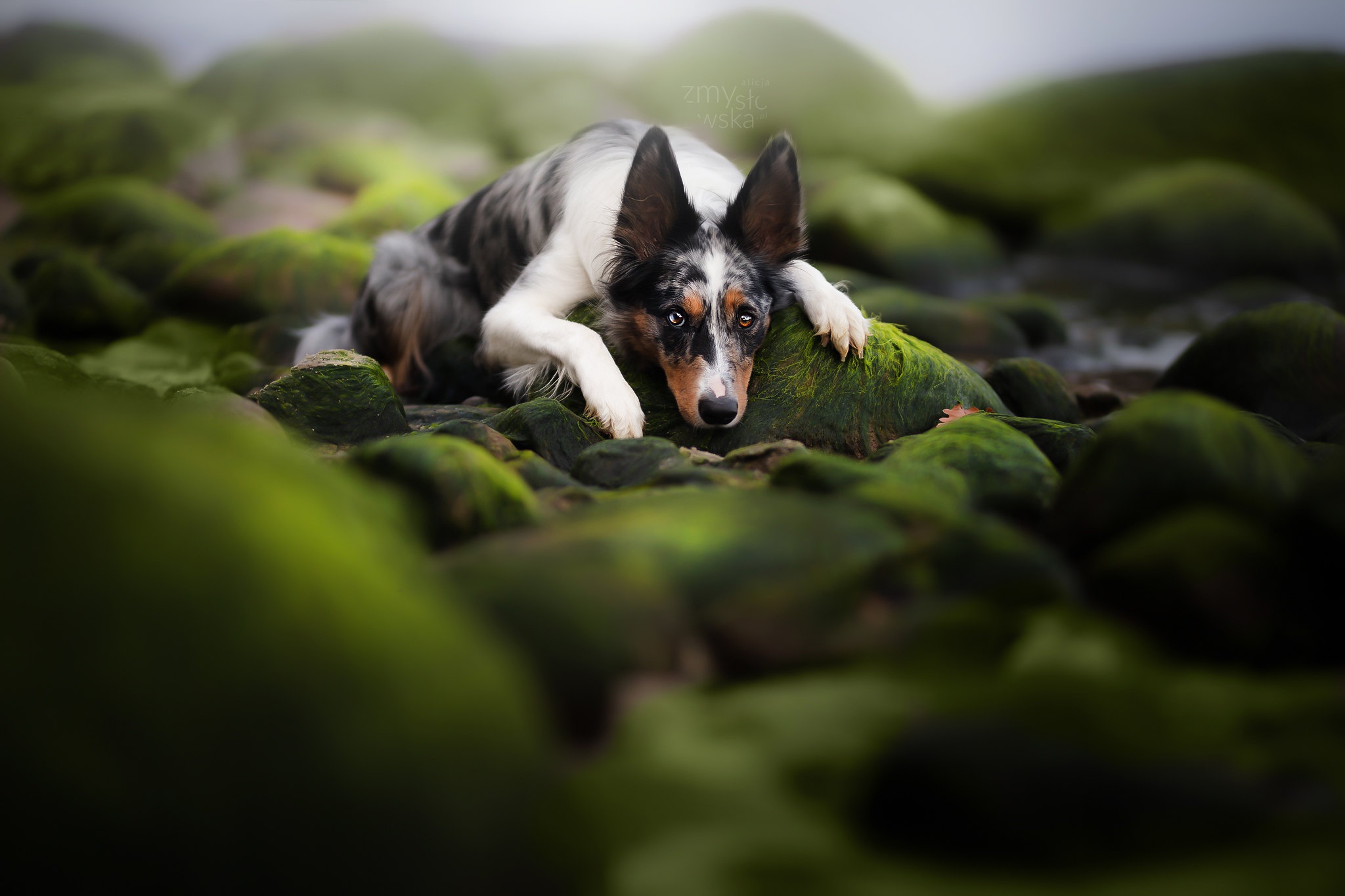 Download mobile wallpaper Dog, Stone, Animal, Moss, Australian Shepherd for free.