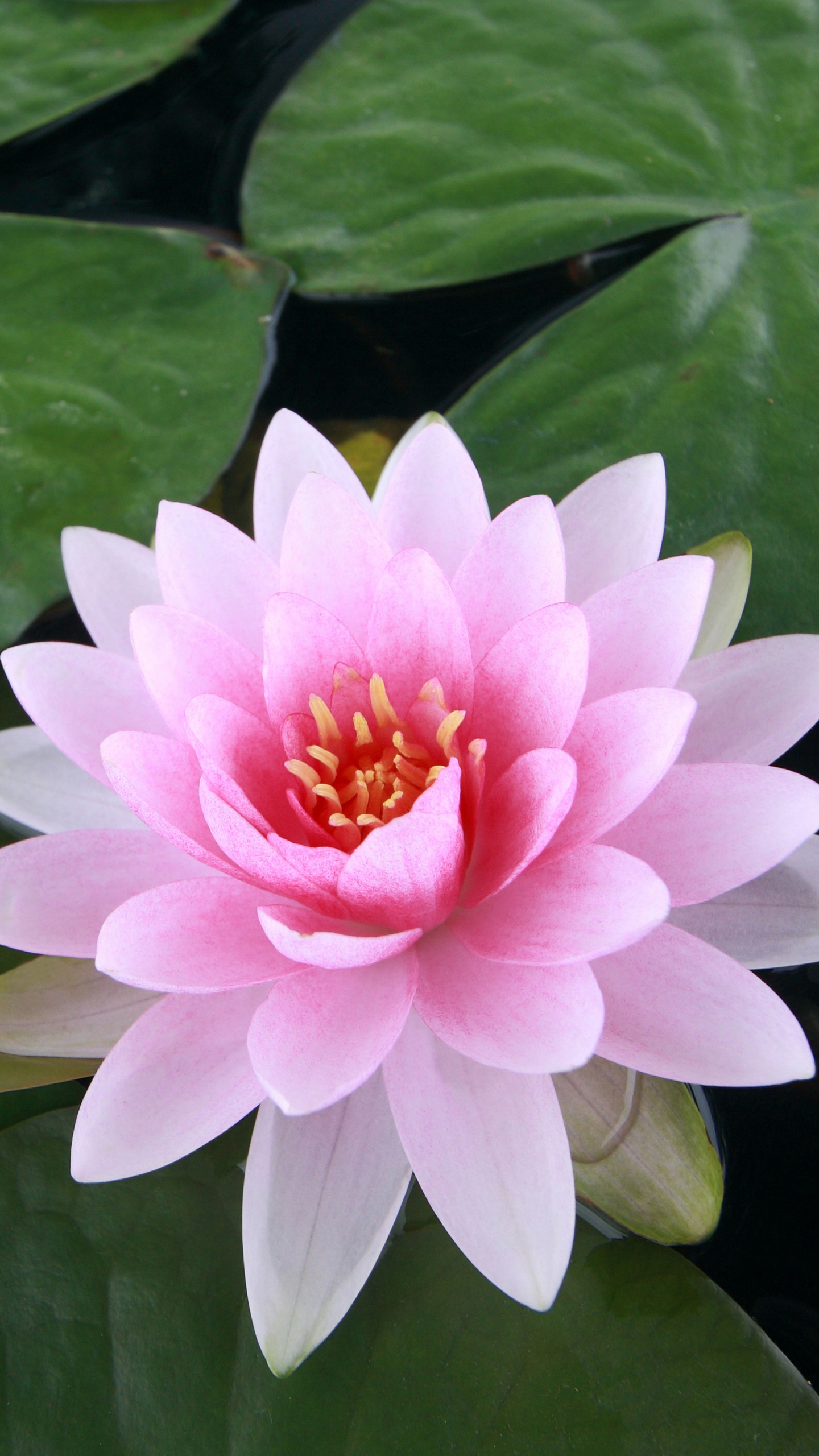 Free download wallpaper Flowers, Lotus, Earth on your PC desktop