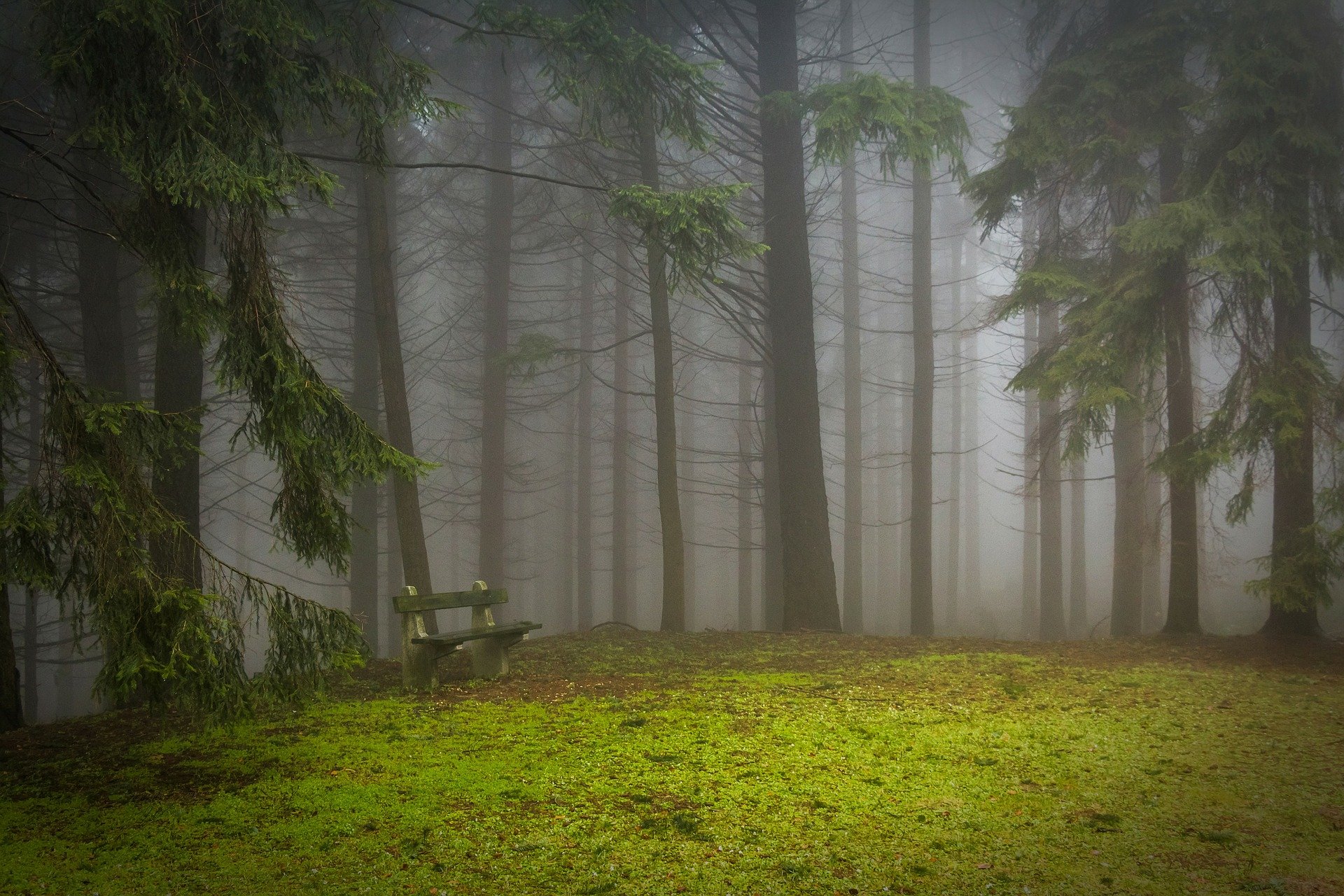Скачать обои бесплатно Лес, Дерево, Туман, Зеленый, Скамья, Сделано Человеком картинка на рабочий стол ПК