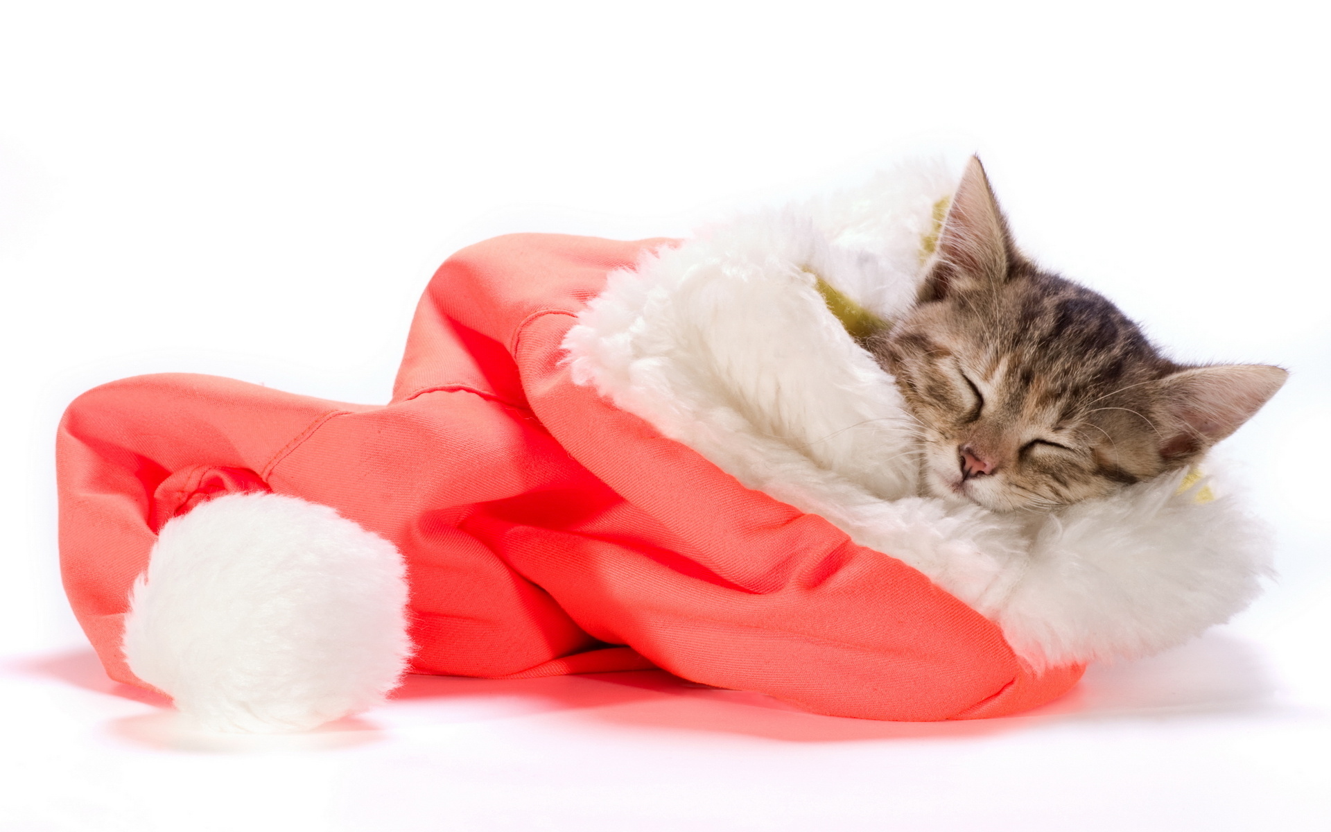 Laden Sie das Tiere, Katzen, Weihnachten, Katze, Kätzchen, Schlafen, Weihnachtsmütze-Bild kostenlos auf Ihren PC-Desktop herunter