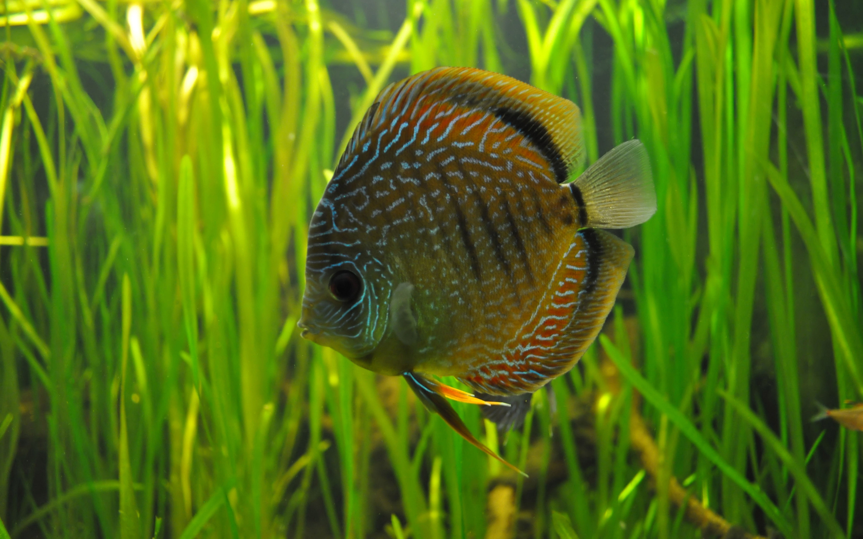 Téléchargez des papiers peints mobile Animaux, Poisson gratuitement.