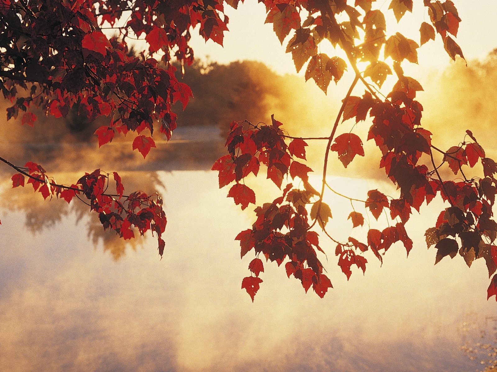 Скачать обои бесплатно Солнце, Закат, Вода, Листья, Растения, Осень картинка на рабочий стол ПК
