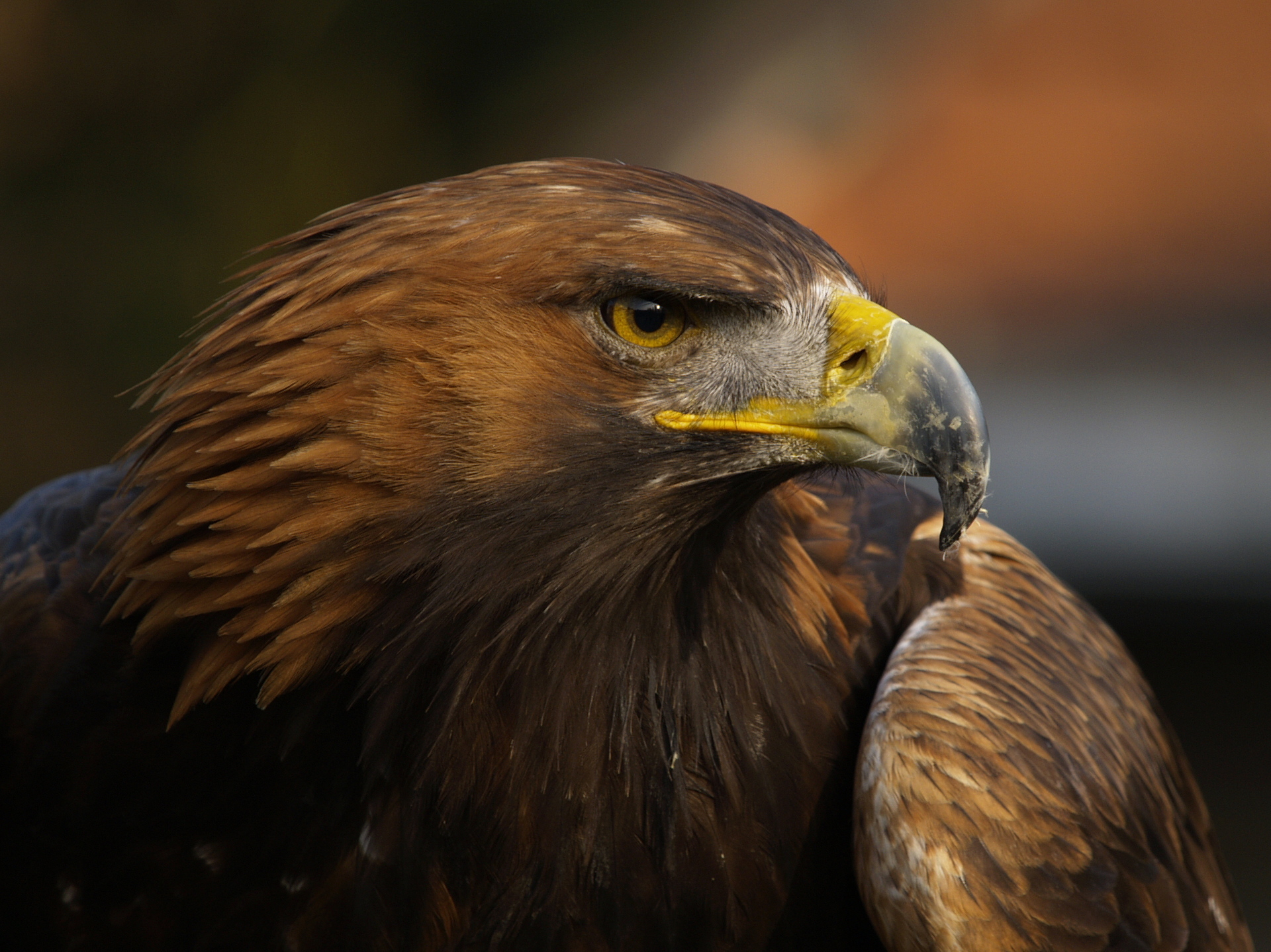 Laden Sie das Tiere, Vögel, Adler-Bild kostenlos auf Ihren PC-Desktop herunter
