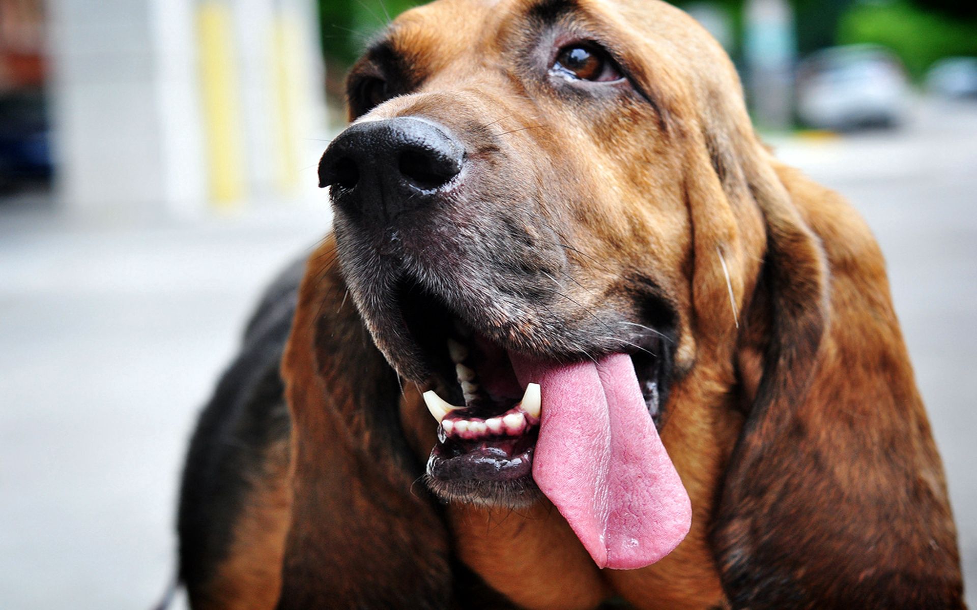 animals, dog, muzzle, protruding tongue, tongue stuck out, ears HD wallpaper