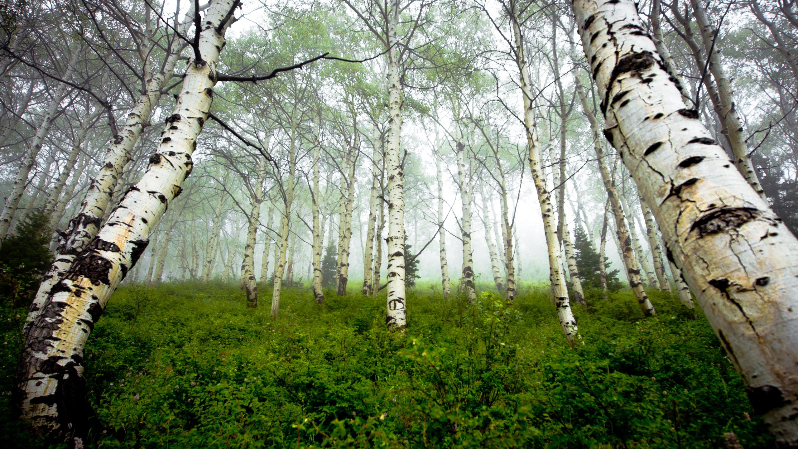 549850 descargar imagen tierra/naturaleza, bosque, abedul, niebla: fondos de pantalla y protectores de pantalla gratis