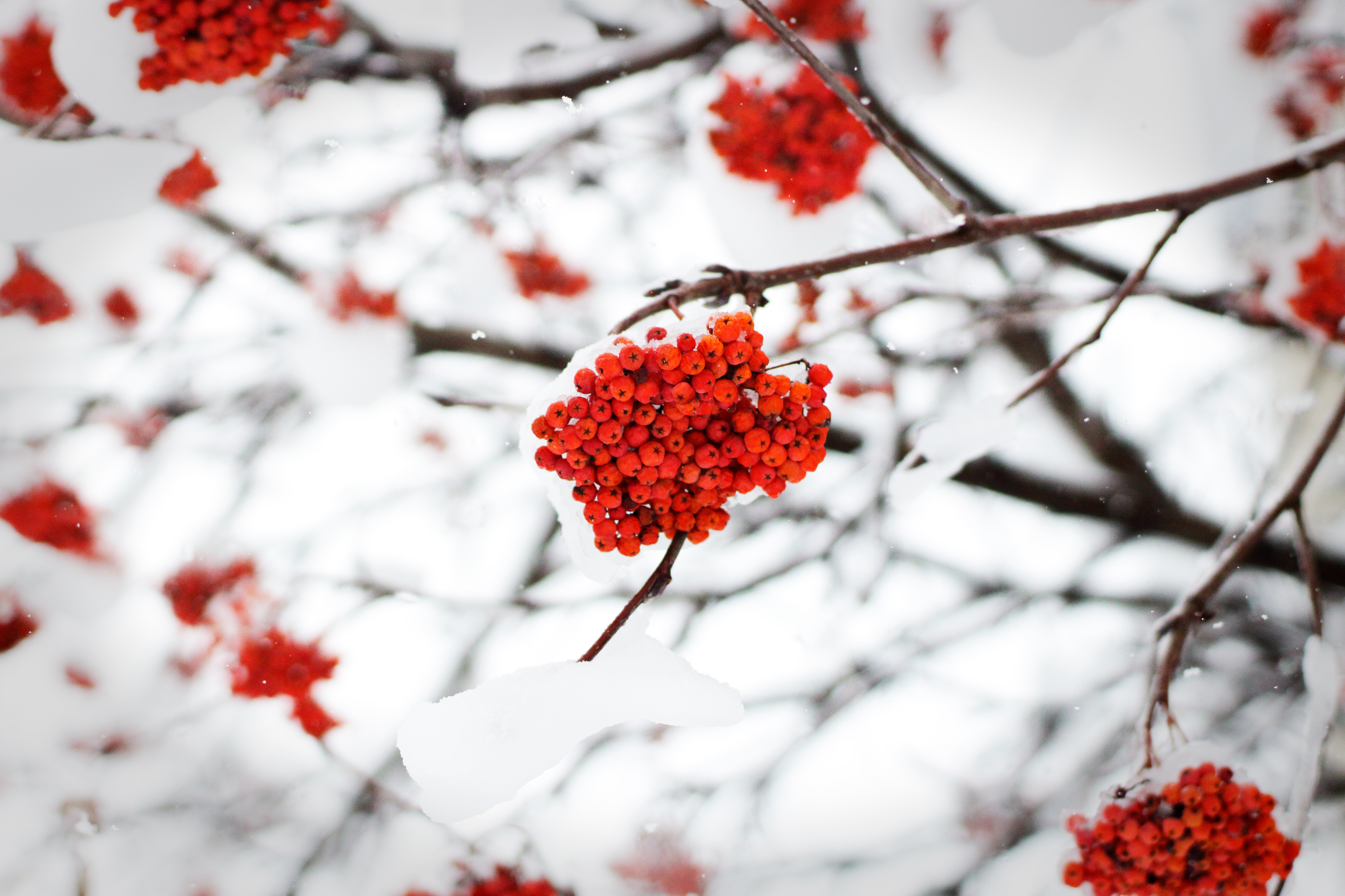 153358 Bild herunterladen winter, natur, schnee, berries, eberesche, rowan - Hintergrundbilder und Bildschirmschoner kostenlos