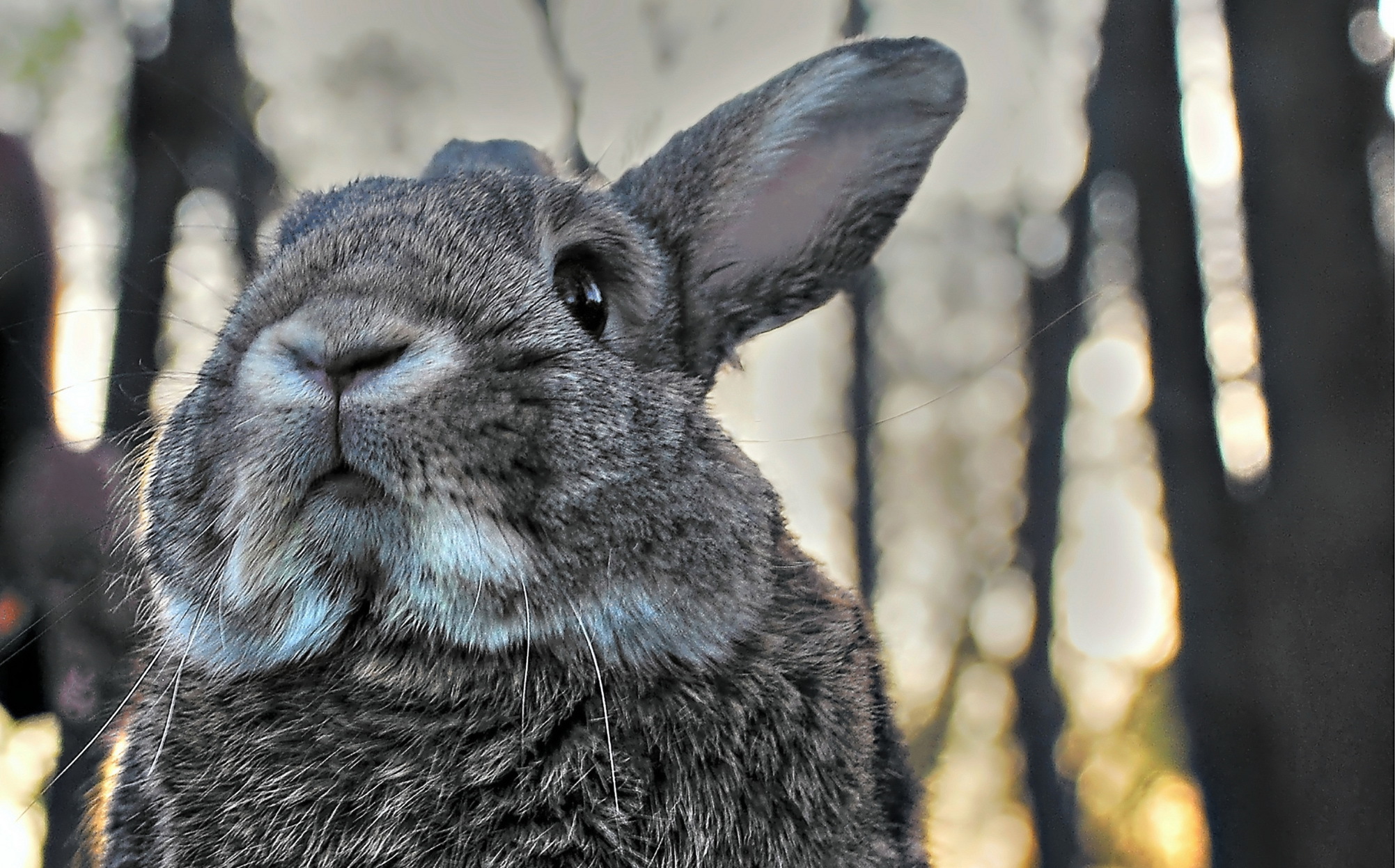 Descarga gratuita de fondo de pantalla para móvil de Animales, Conejo.