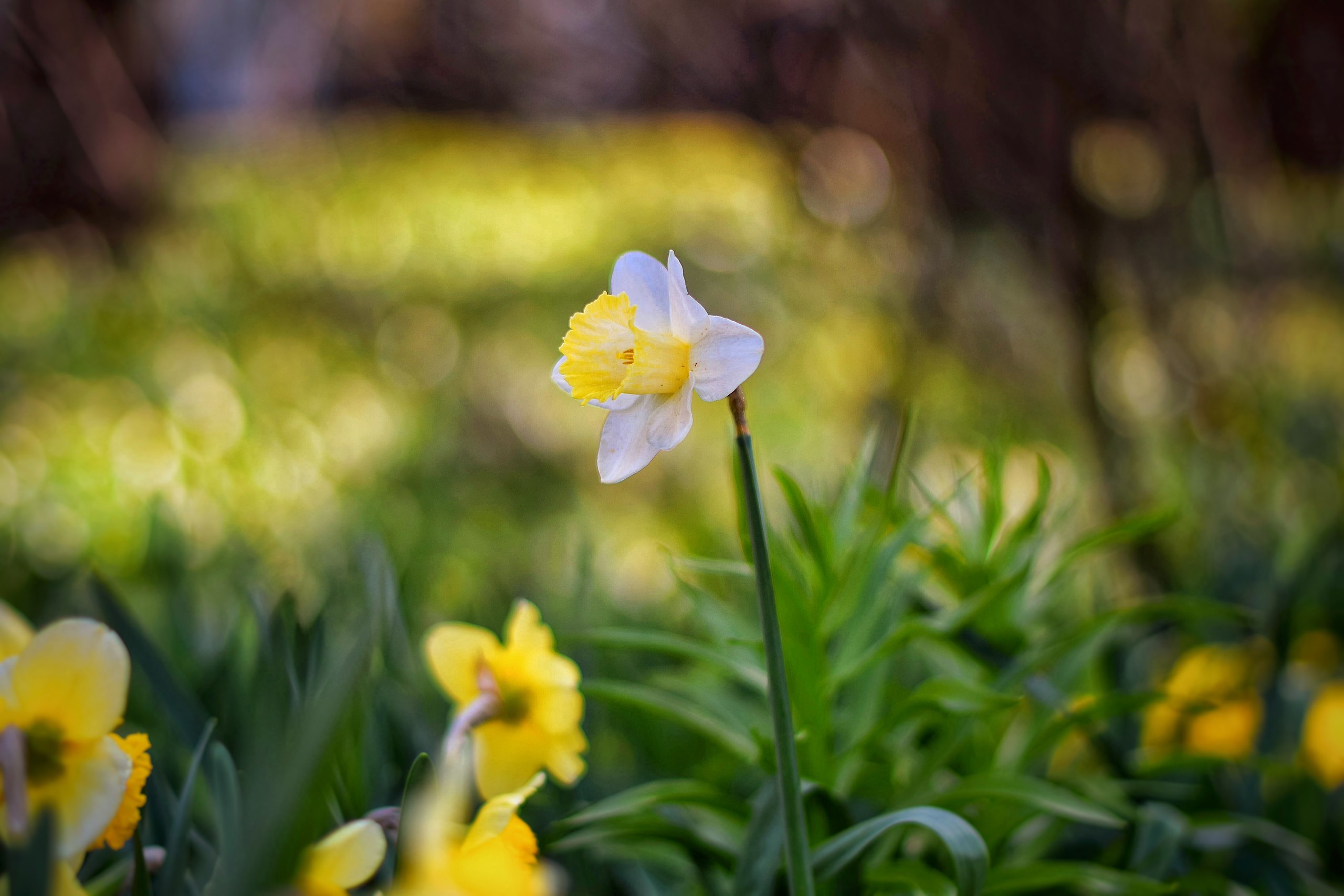 Descarga gratuita de fondo de pantalla para móvil de Flores, Flor, Bokeh, Narciso, Tierra/naturaleza.