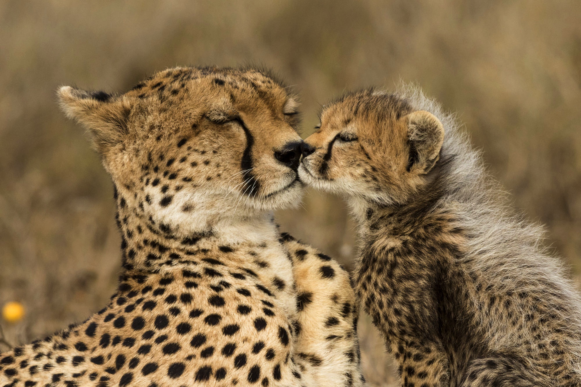 Free download wallpaper Cats, Cheetah, Animal, Baby Animal, Cub on your PC desktop