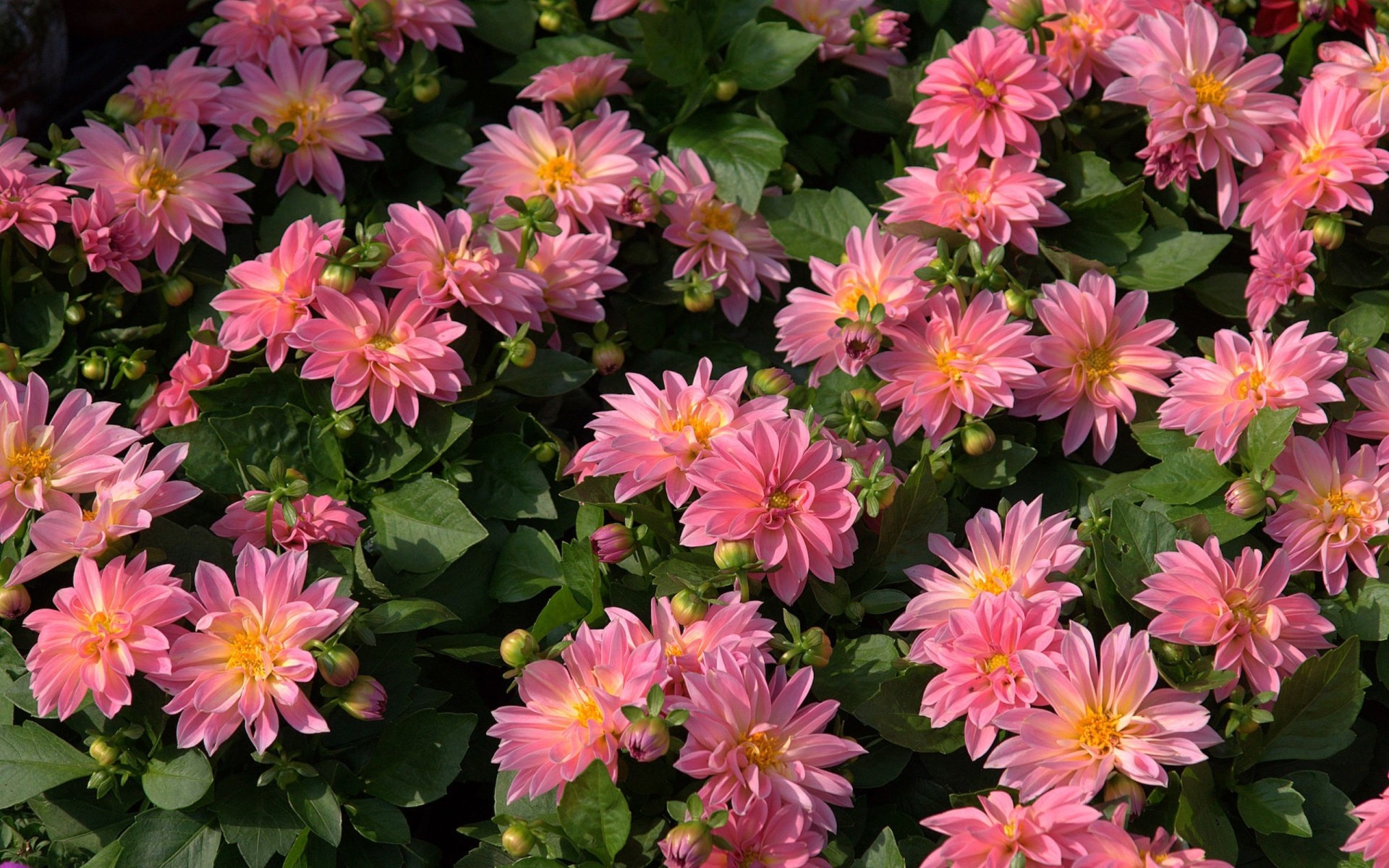 Free download wallpaper Flowers, Flower, Close Up, Leaf, Earth, Dahlia, Pink Flower on your PC desktop