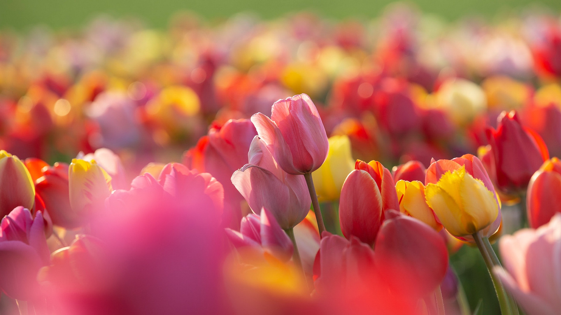 Download mobile wallpaper Nature, Flowers, Flower, Earth, Tulip, Red Flower, Pink Flower, Depth Of Field for free.