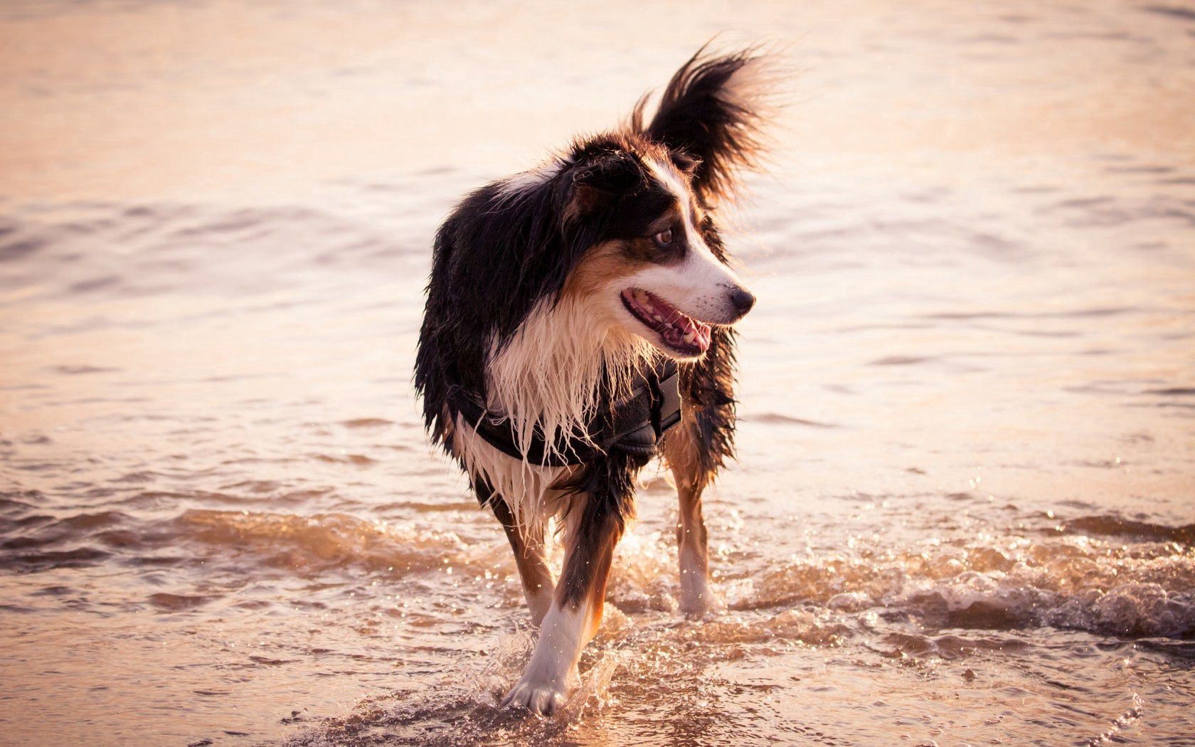 Download mobile wallpaper Shore, Dog, Stroll, Bank, Animals, Sea for free.