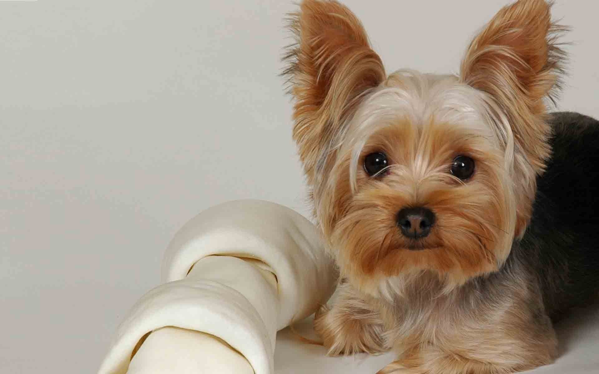 dog, animals, to lie down, lie, muzzle, beautiful, cloth, yorkshire terrier Full HD