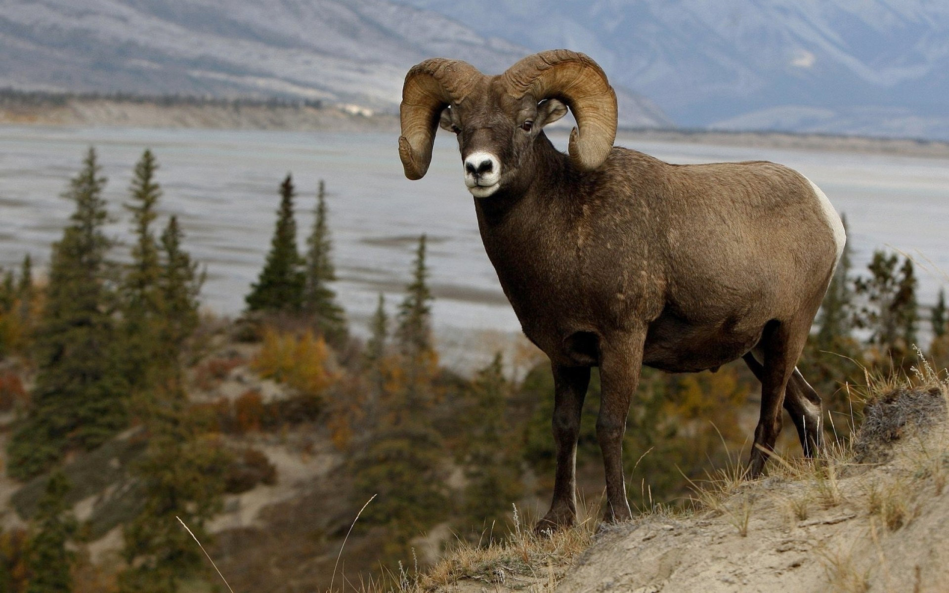 253754 descargar fondo de pantalla animales, oveja, ovejas de montaña: protectores de pantalla e imágenes gratis