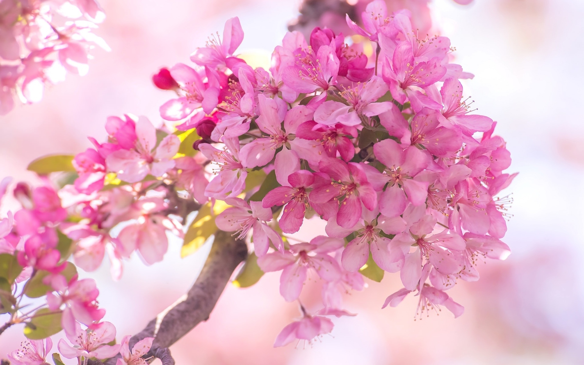 無料モバイル壁紙自然, フラワーズ, 花, 大きい, 地球, 春, ピンクの花をダウンロードします。