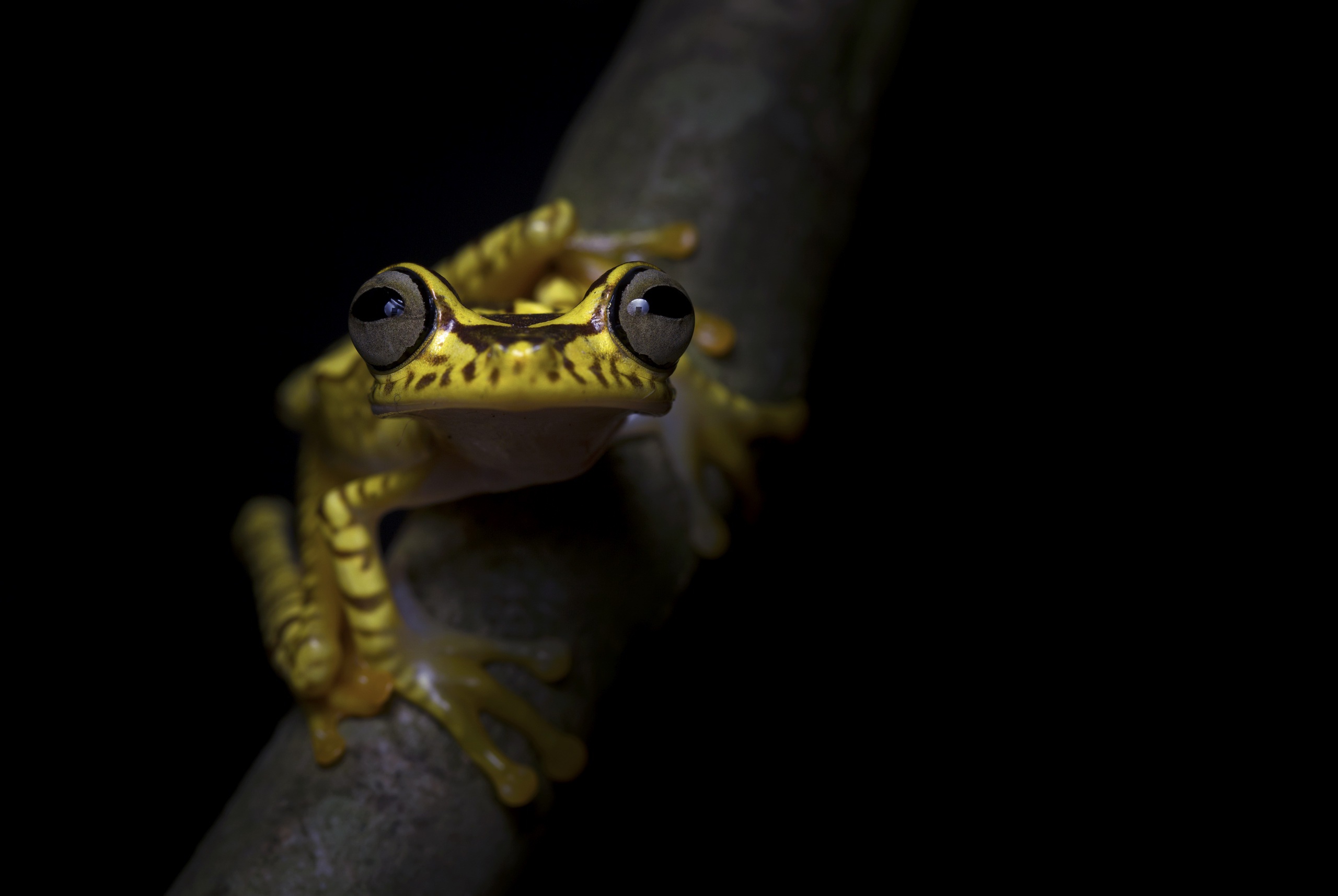 Download mobile wallpaper Frogs, Animal, Frog, Amphibian, Stare for free.