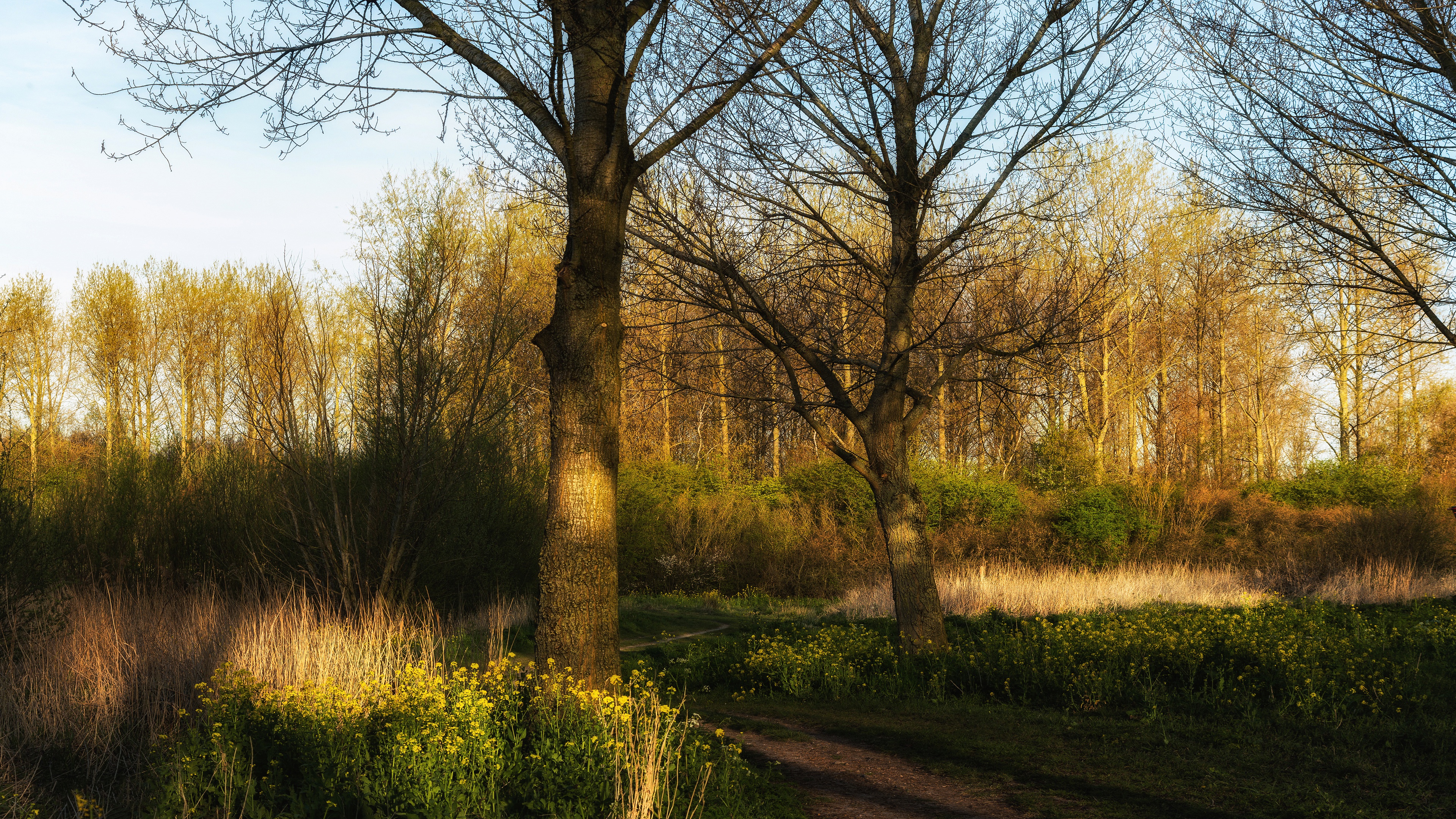 Handy-Wallpaper Blume, Straße, Wald, Baum, Pfad, Menschengemacht kostenlos herunterladen.