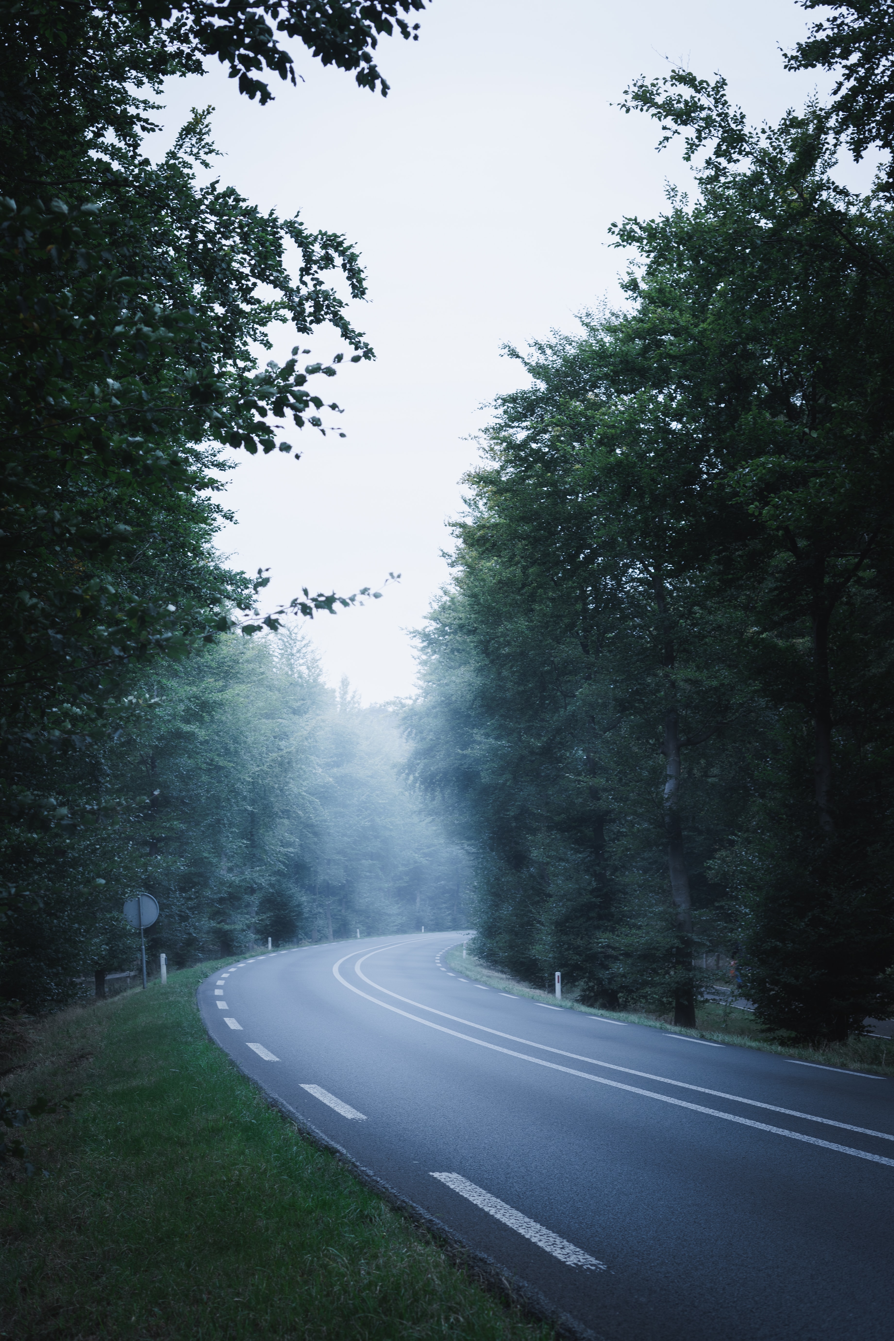 distance, nature, trees, road, markup, fog, dahl