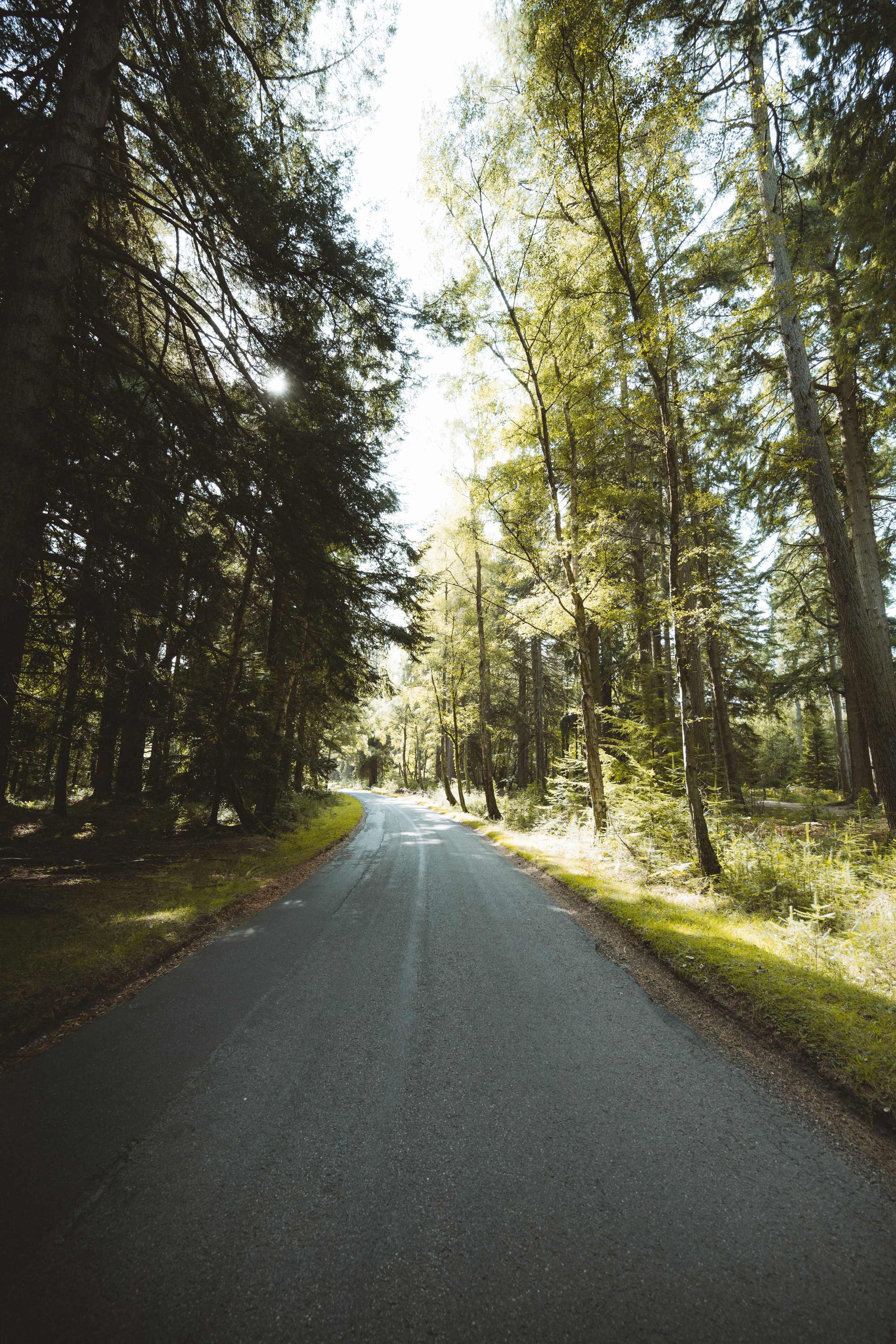 nature, trees, road, forest, branches, dahl, distance