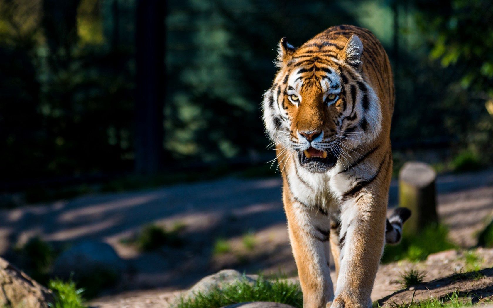 Free download wallpaper Animals, Predator, Stroll, Amur Tiger, Wild Cat, Wildcat on your PC desktop