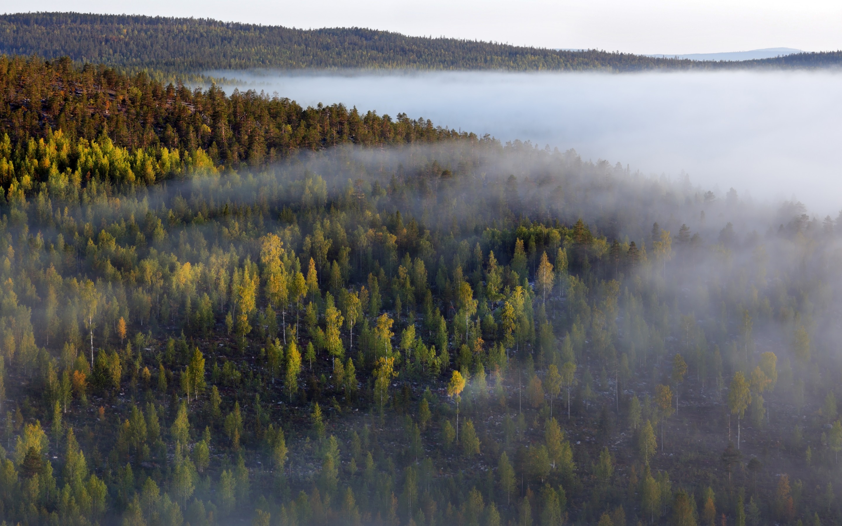 Скачать картинку Лес, Природа, Деревья, Туман в телефон бесплатно.