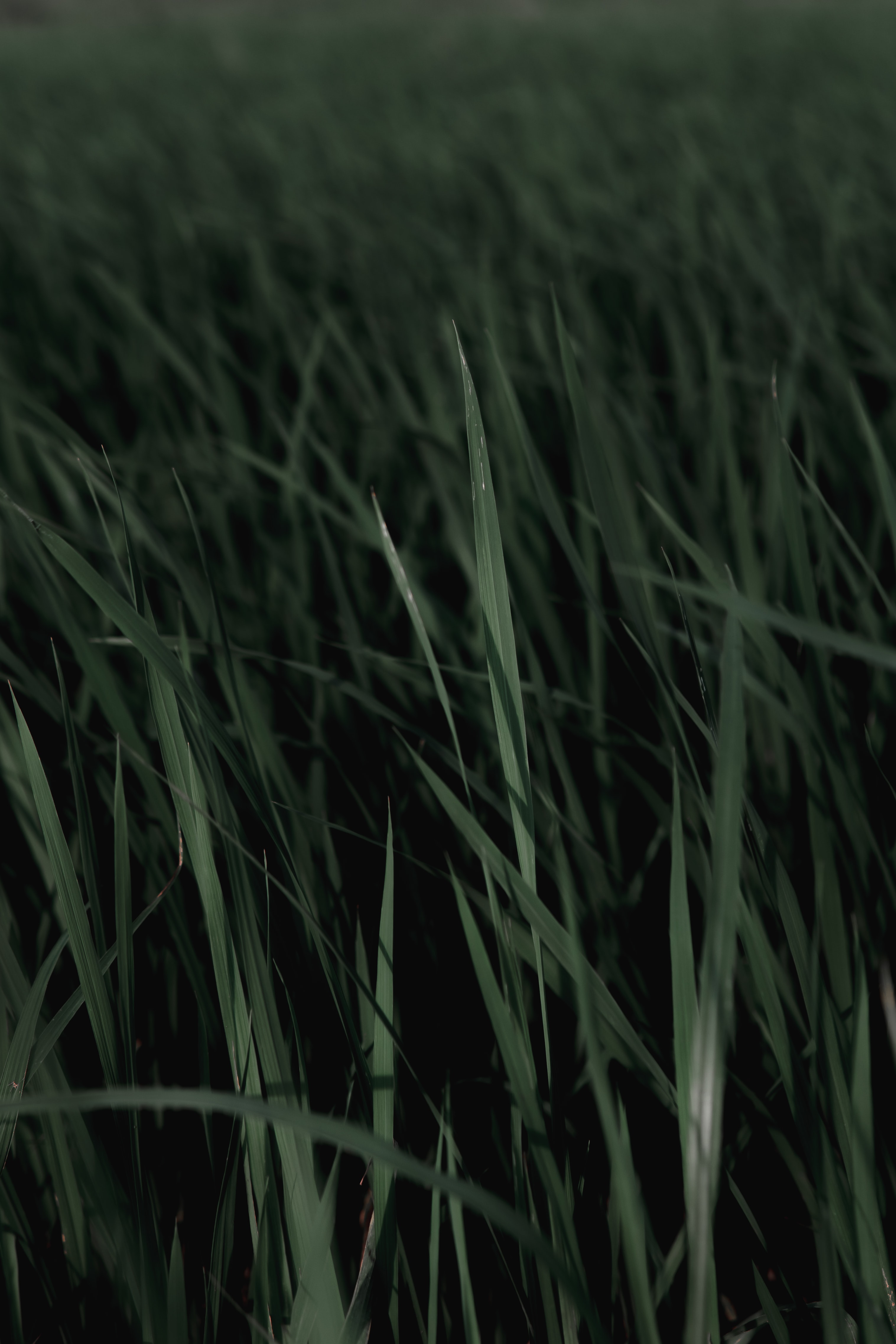 Laden Sie das Grass, Makro, Blätter, Pflanzen-Bild kostenlos auf Ihren PC-Desktop herunter
