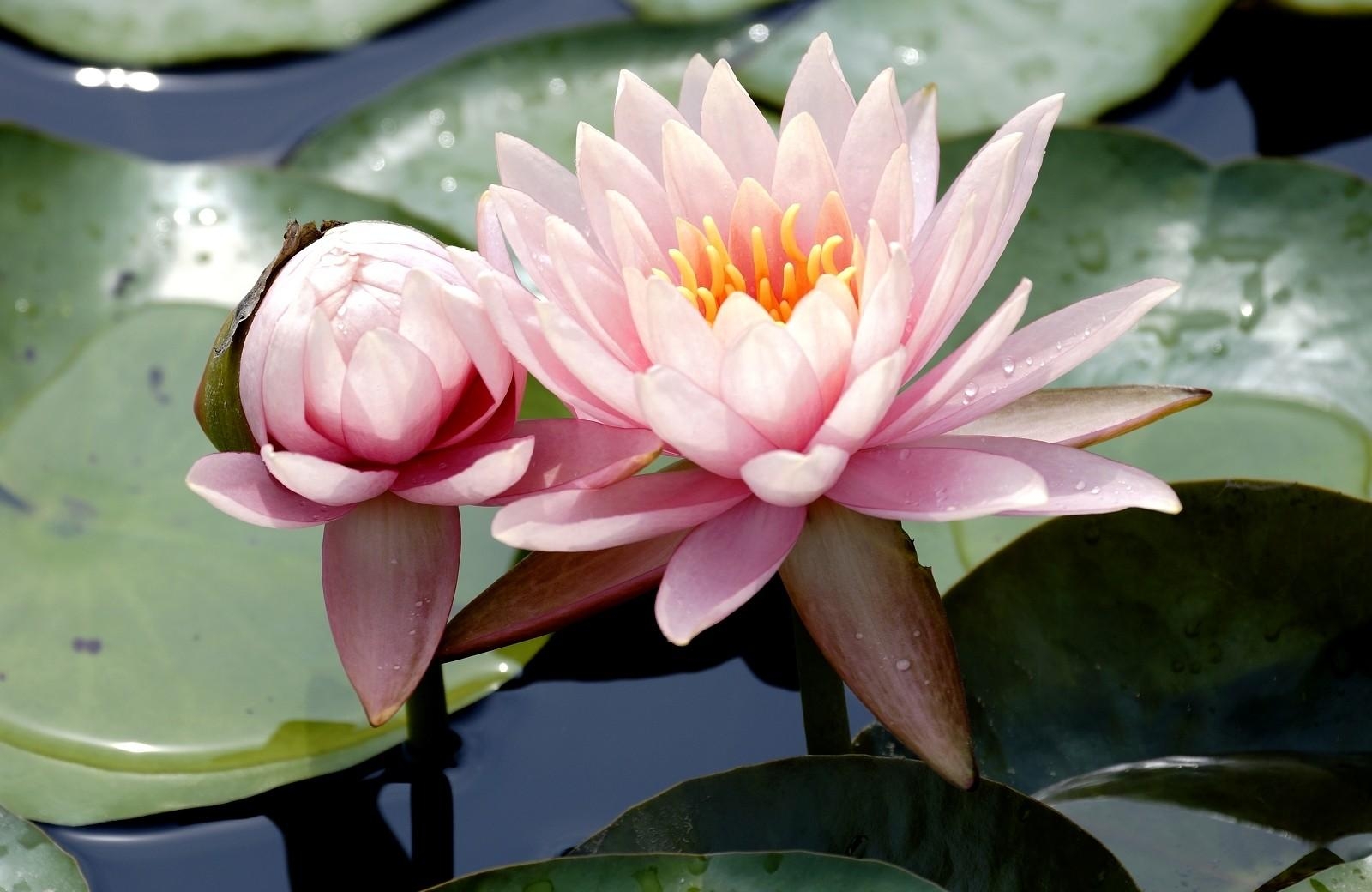 flowers, water, leaves, drops, swamp, water lilies, close up