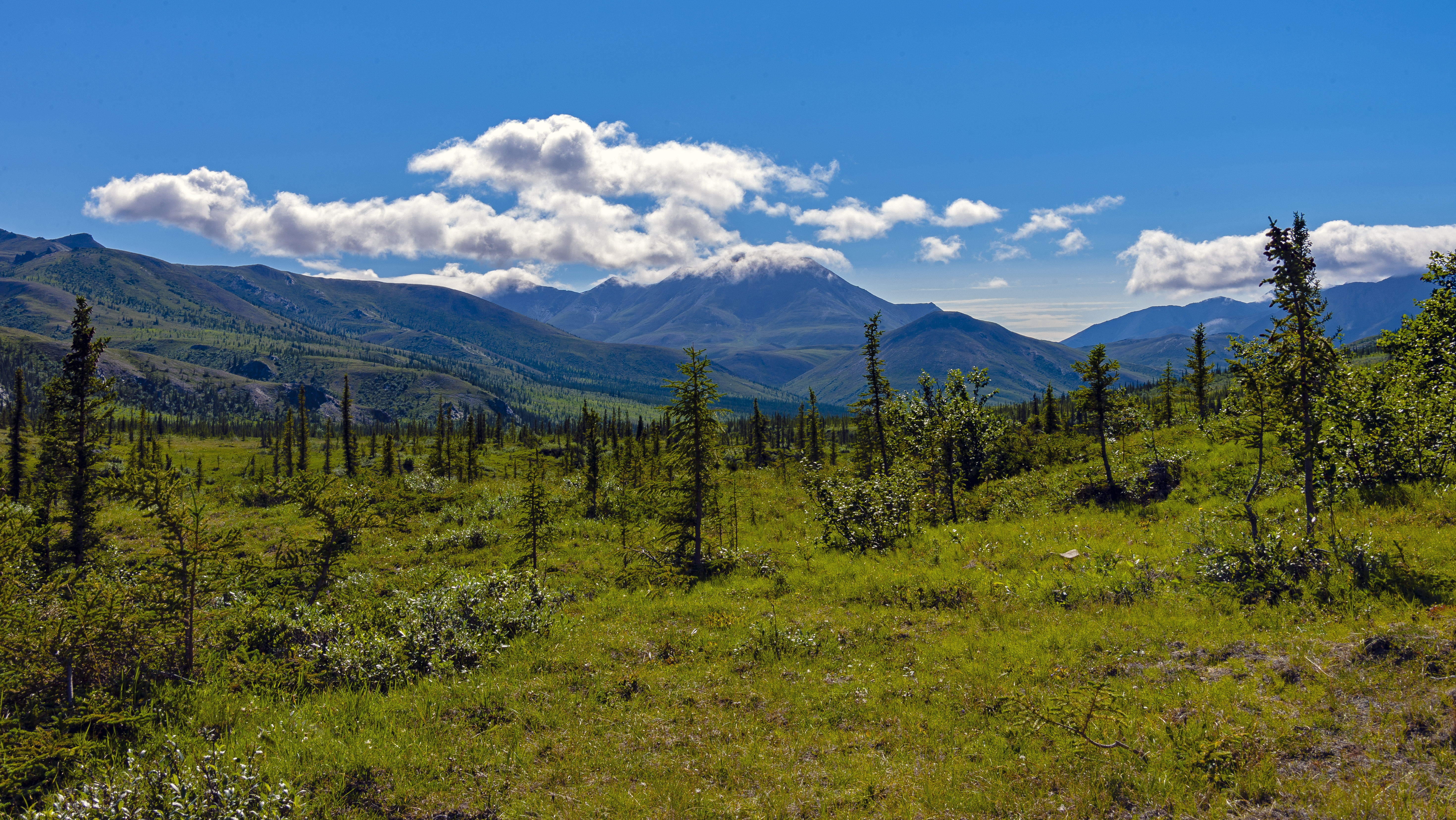 Free download wallpaper Nature, Trees, Grass, Mountains, Clouds, Spruce, Fir on your PC desktop