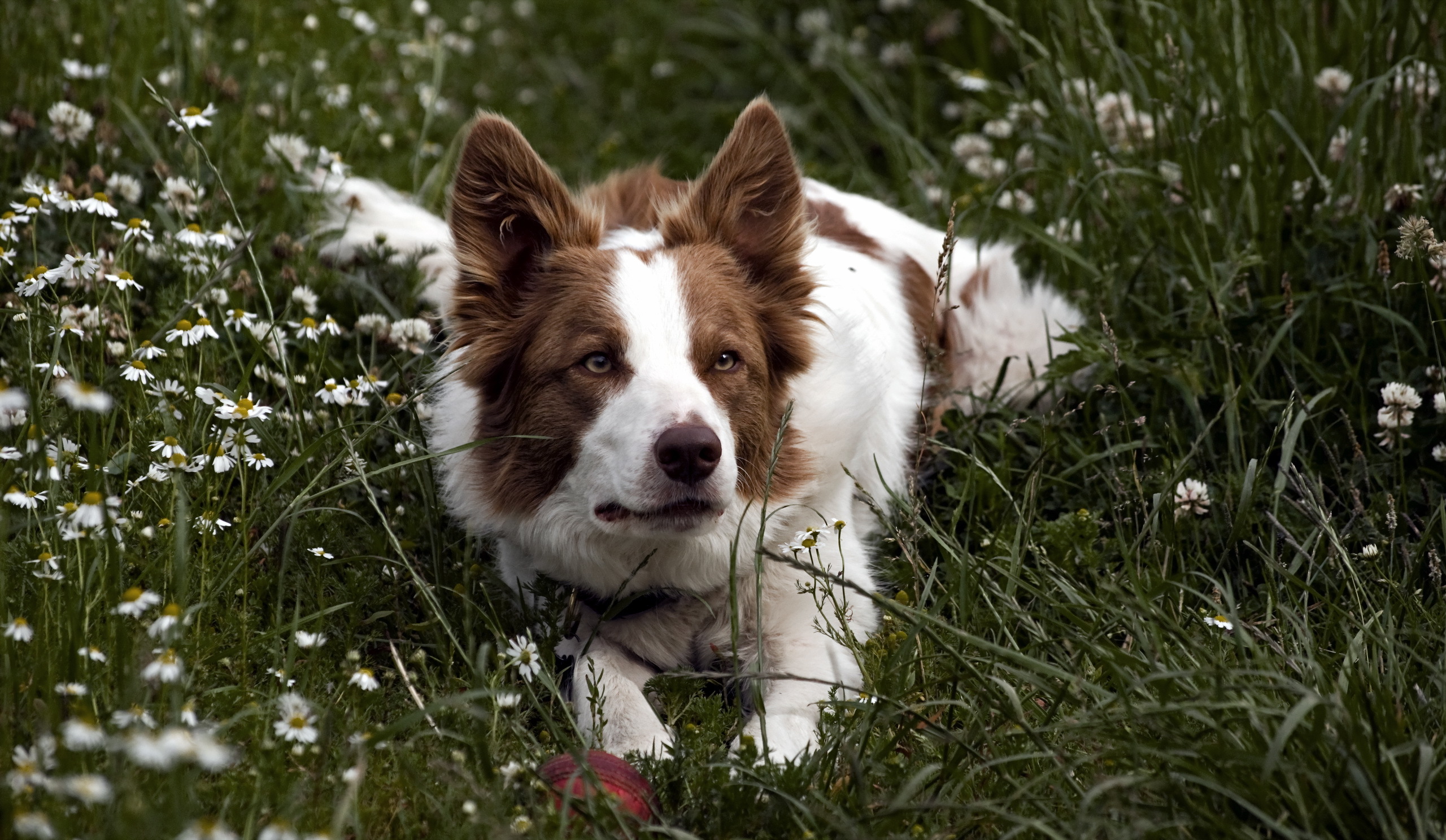 PCデスクトップに動物, 草, 花, 犬, ボーダーコリー画像を無料でダウンロード